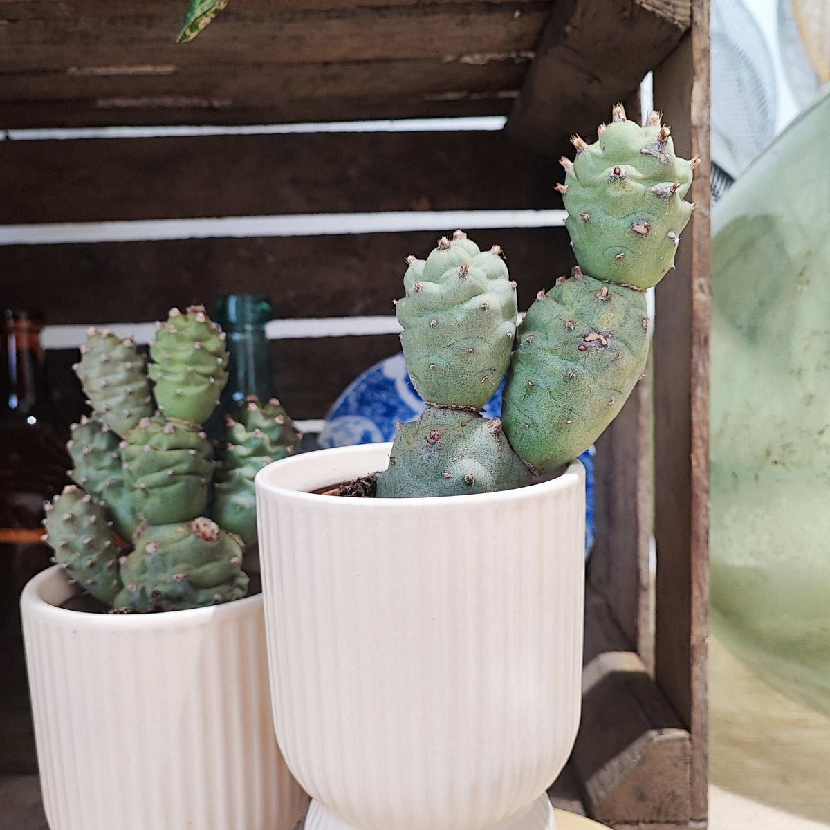 Tephrocactus articulatus, Plante cactus/grasse facile à entretenir monjungle