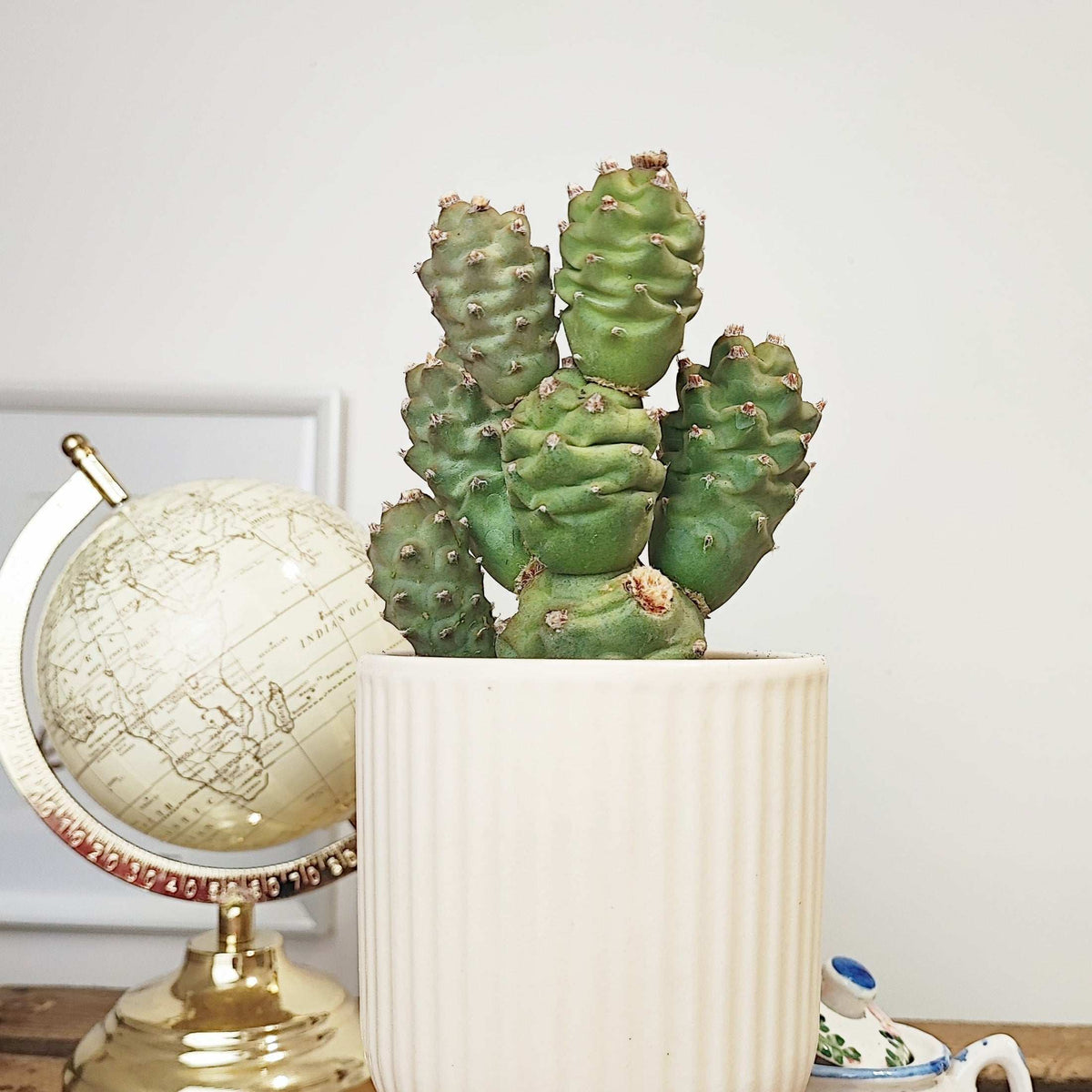 Tephrocactus articulatus, Plante cactus/grasse facile à entretenir monjungle