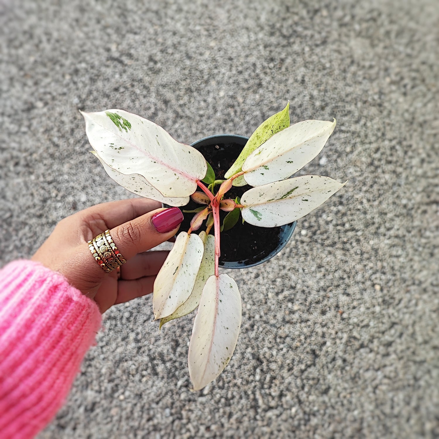 Philodendron SNOWDRIFT, magnifique bouture de philodendron rare enracinée en terre