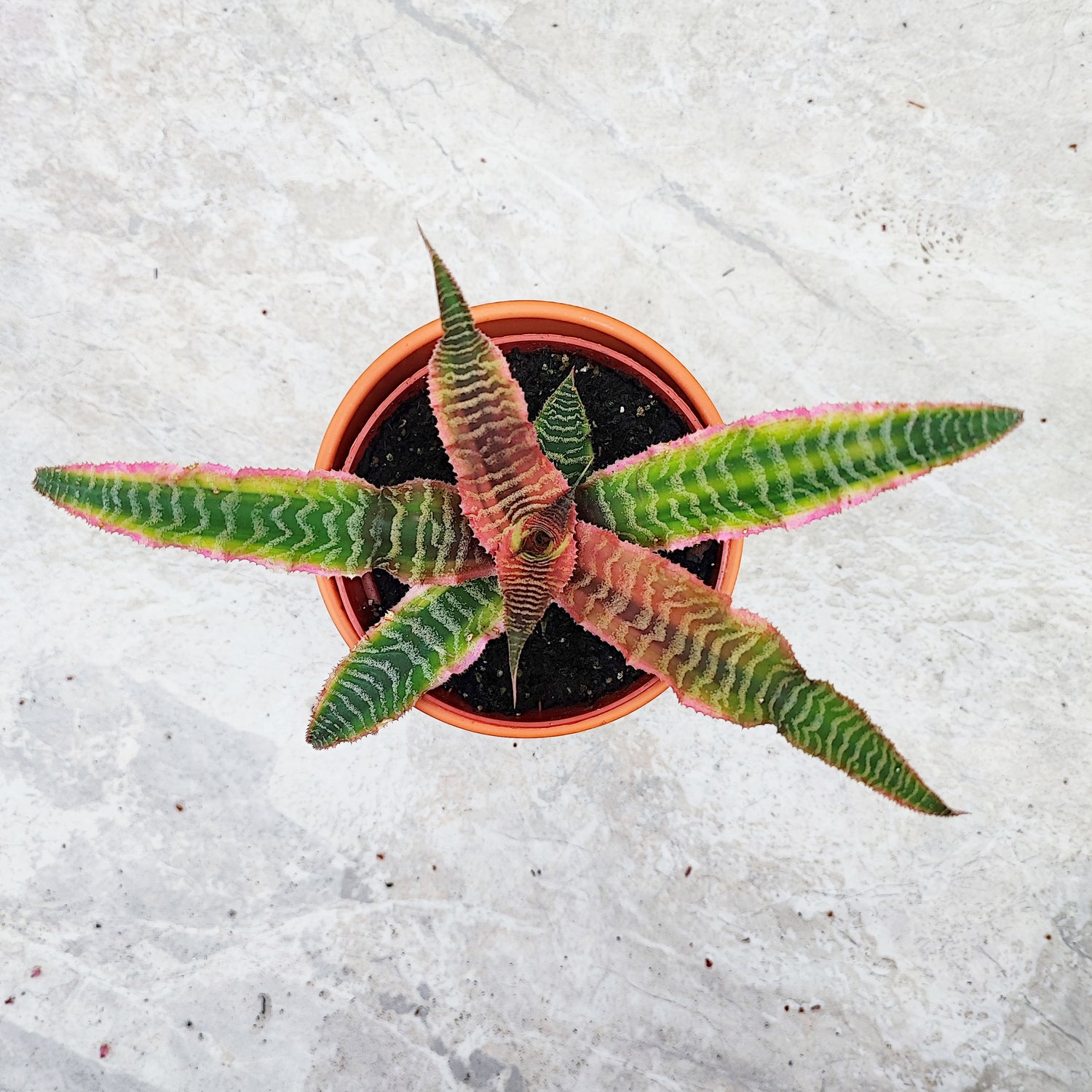 Cryptanthus bivittatus ELAINE, plante très colorée et facile à entretenir