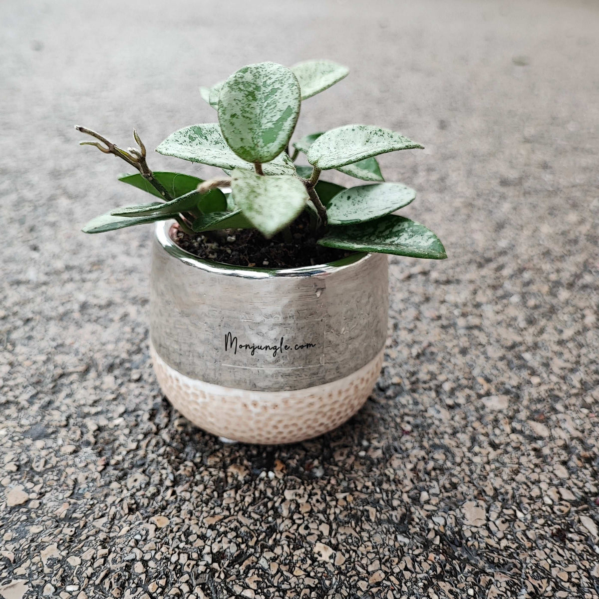 Cache pot 6cm argenté et ceramique, forme nid d'abeille monjungle