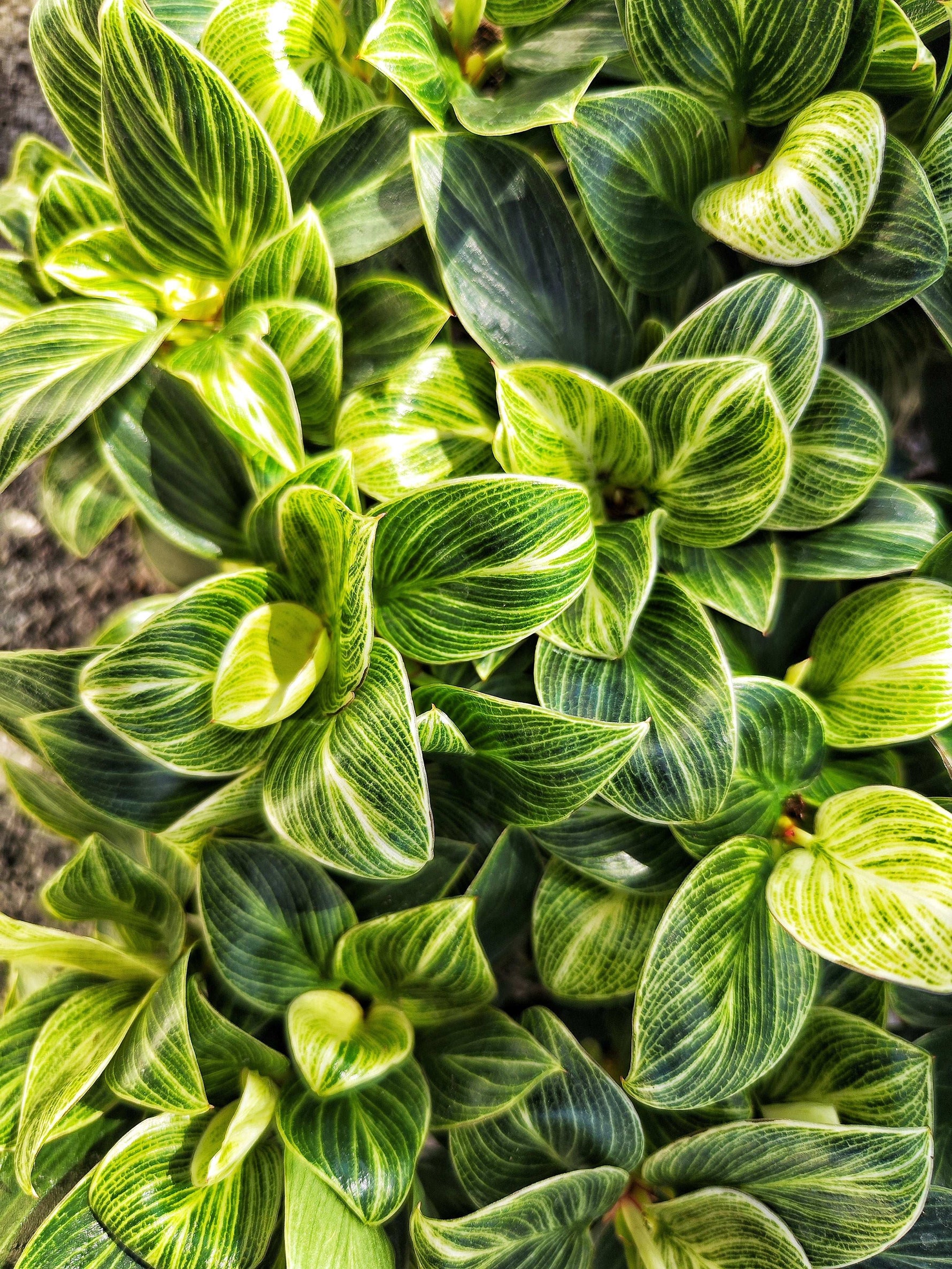 philodendron light green leaves Philodendron Green Veins