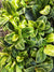 Philodendron Green Veins/ Wave monjungle