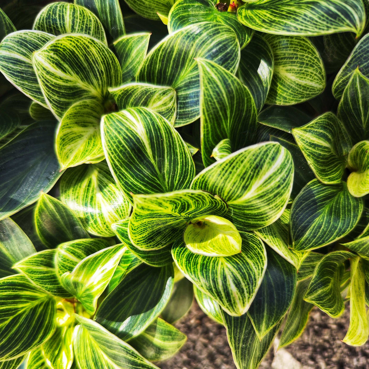 Philodendron Green Veins/ Wave monjungle