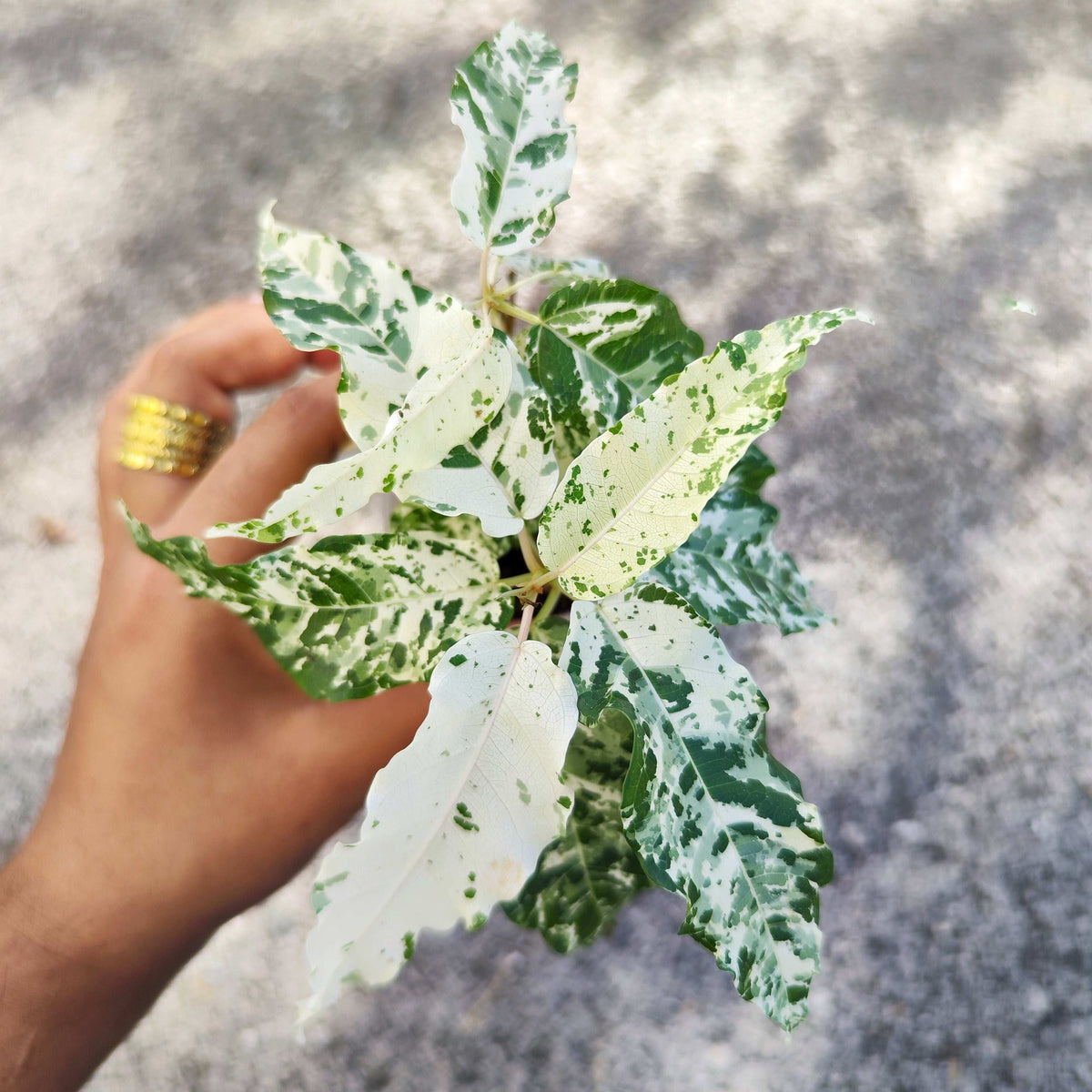 Ficus Blizzard / Snowflake S monjungle