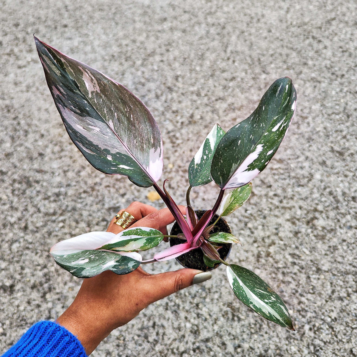 Philodendron Red Anderson monjungle
