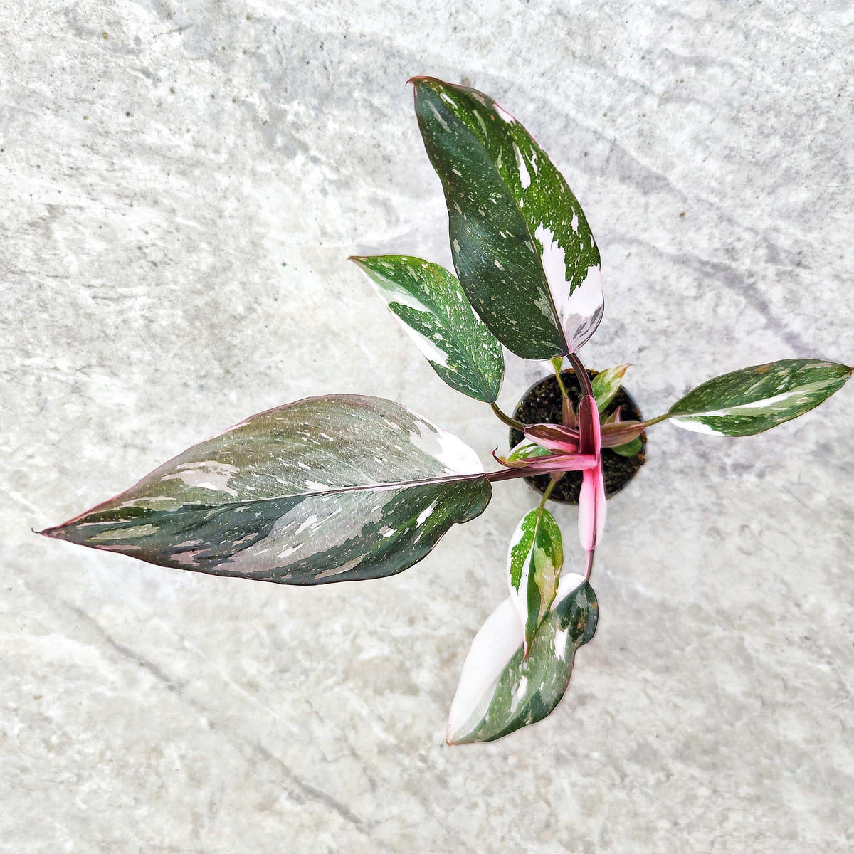 Philodendron Red Anderson monjungle