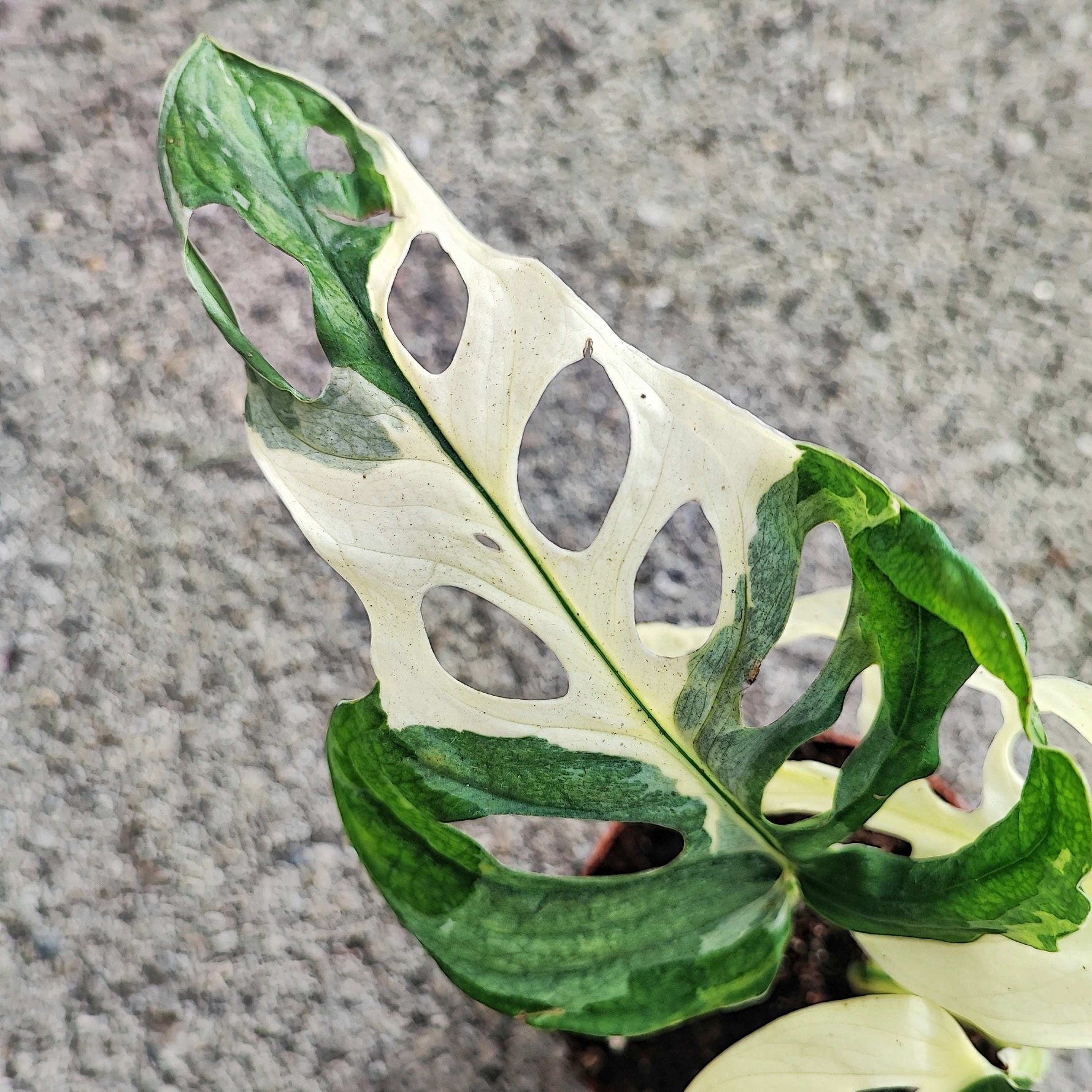monstera adansonii japanese tricolor Japanese tricolor Monstera adansonii – Monjungle