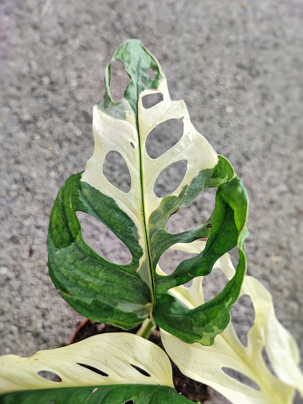 Monstera adansonii Japanese TRICOLOR monjungle