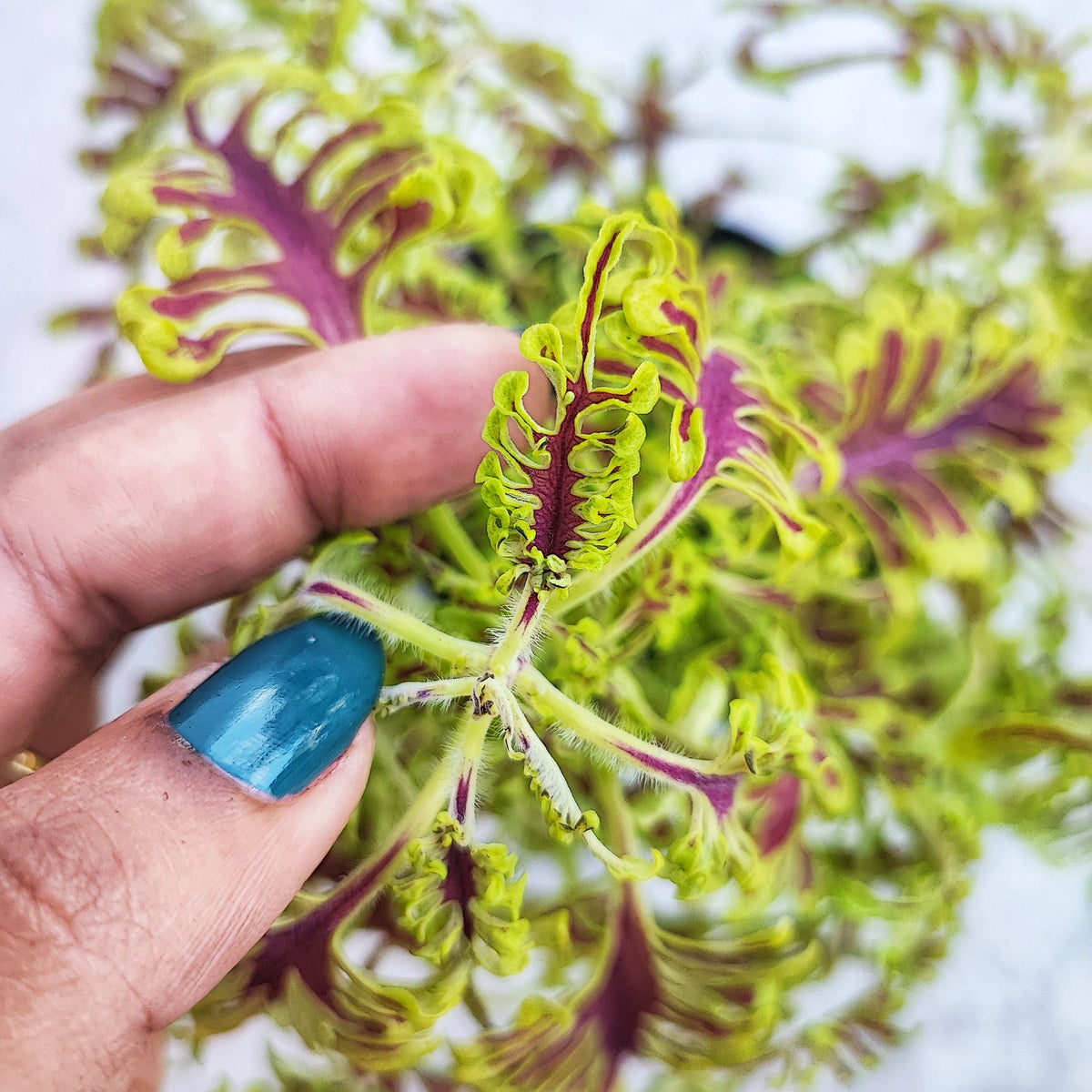 Coleus Plectranthus Skeleton monjungle