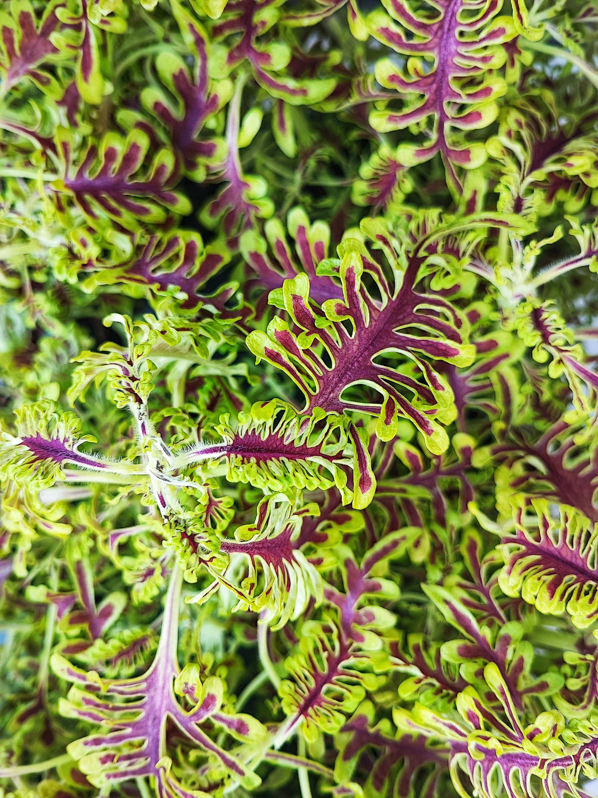 Coleus Plectranthus Skeleton monjungle