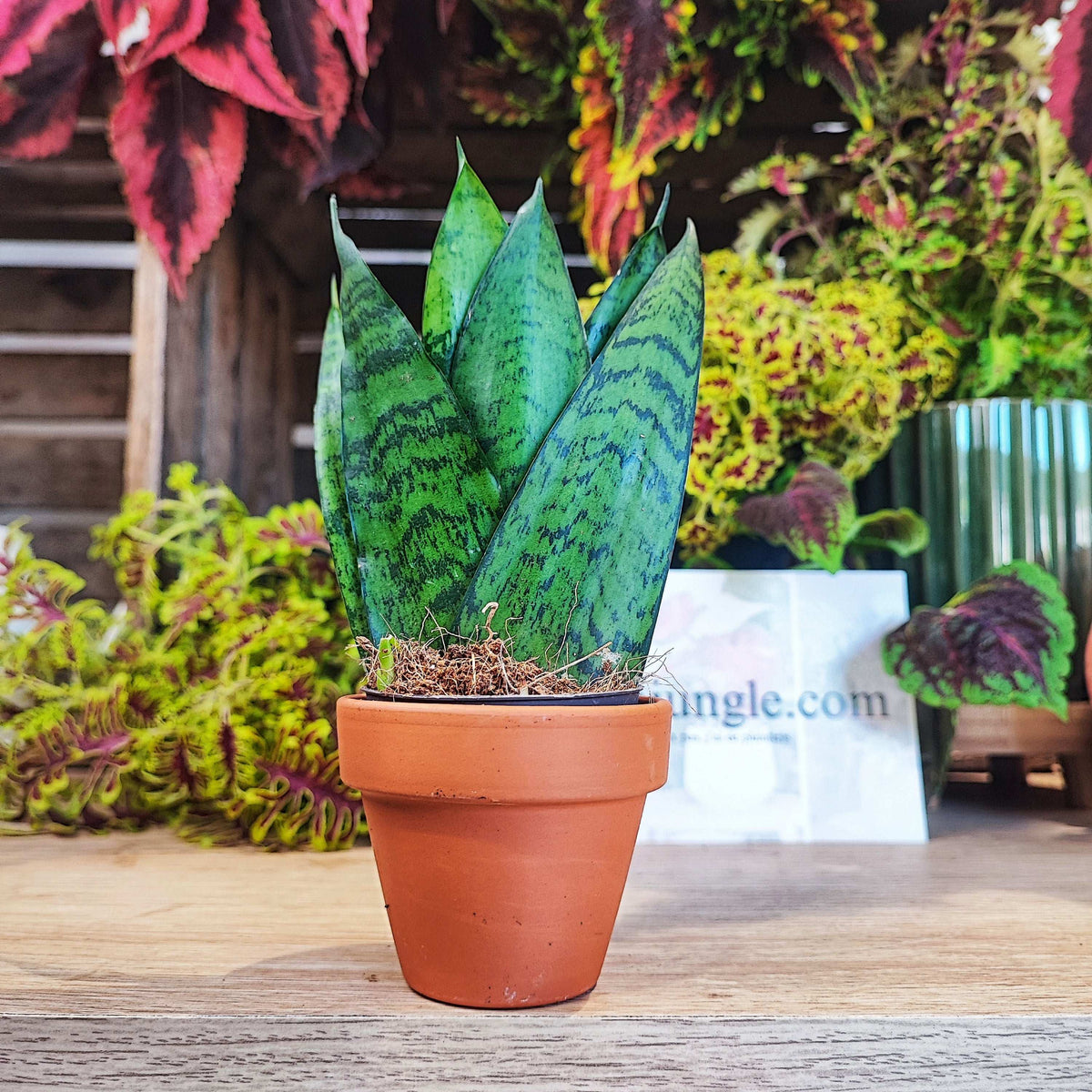 Sansevieria zeylanica S monjungle