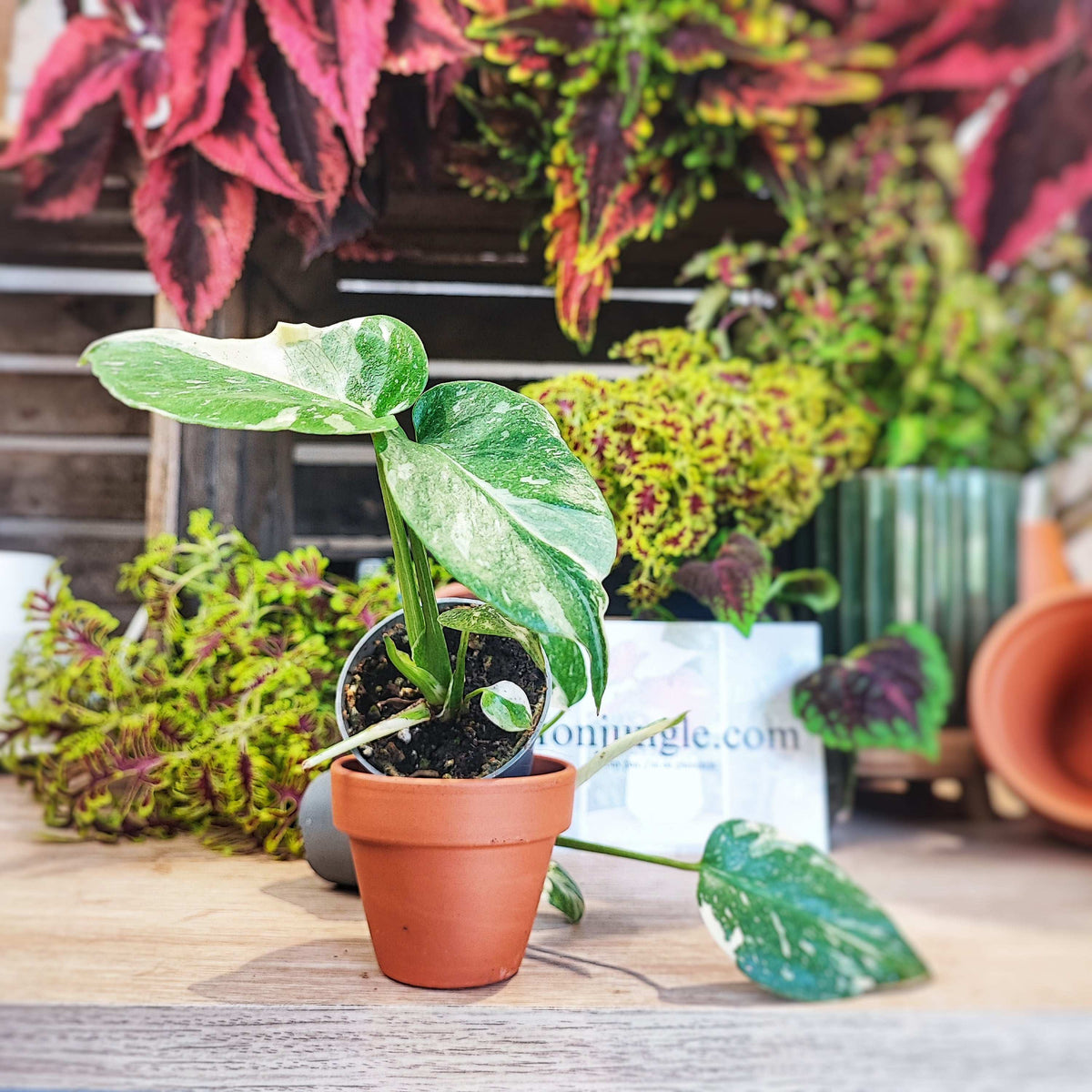 Monstera Thai Constellation monjungle