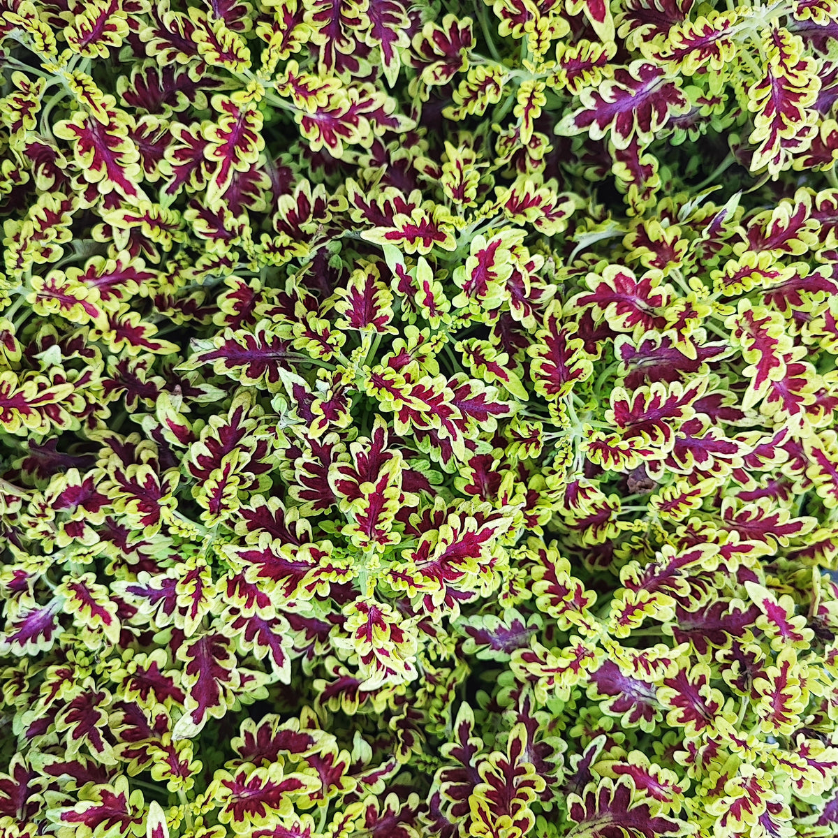 Coleus Love Bird monjungle