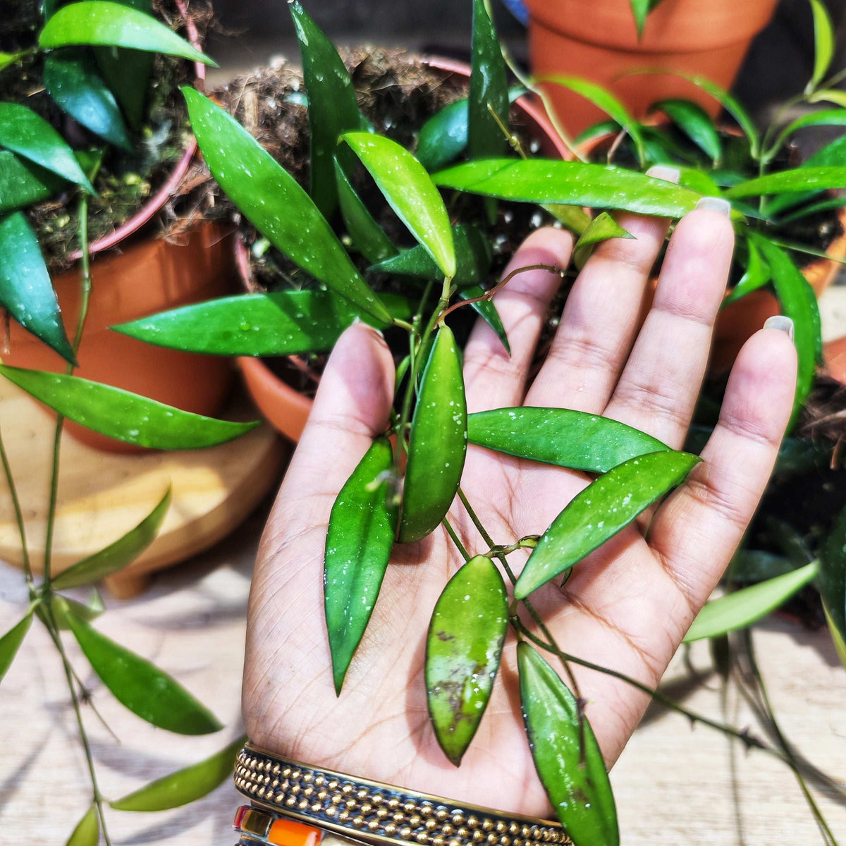 Hoya NoID sp. Sumatra monjungle