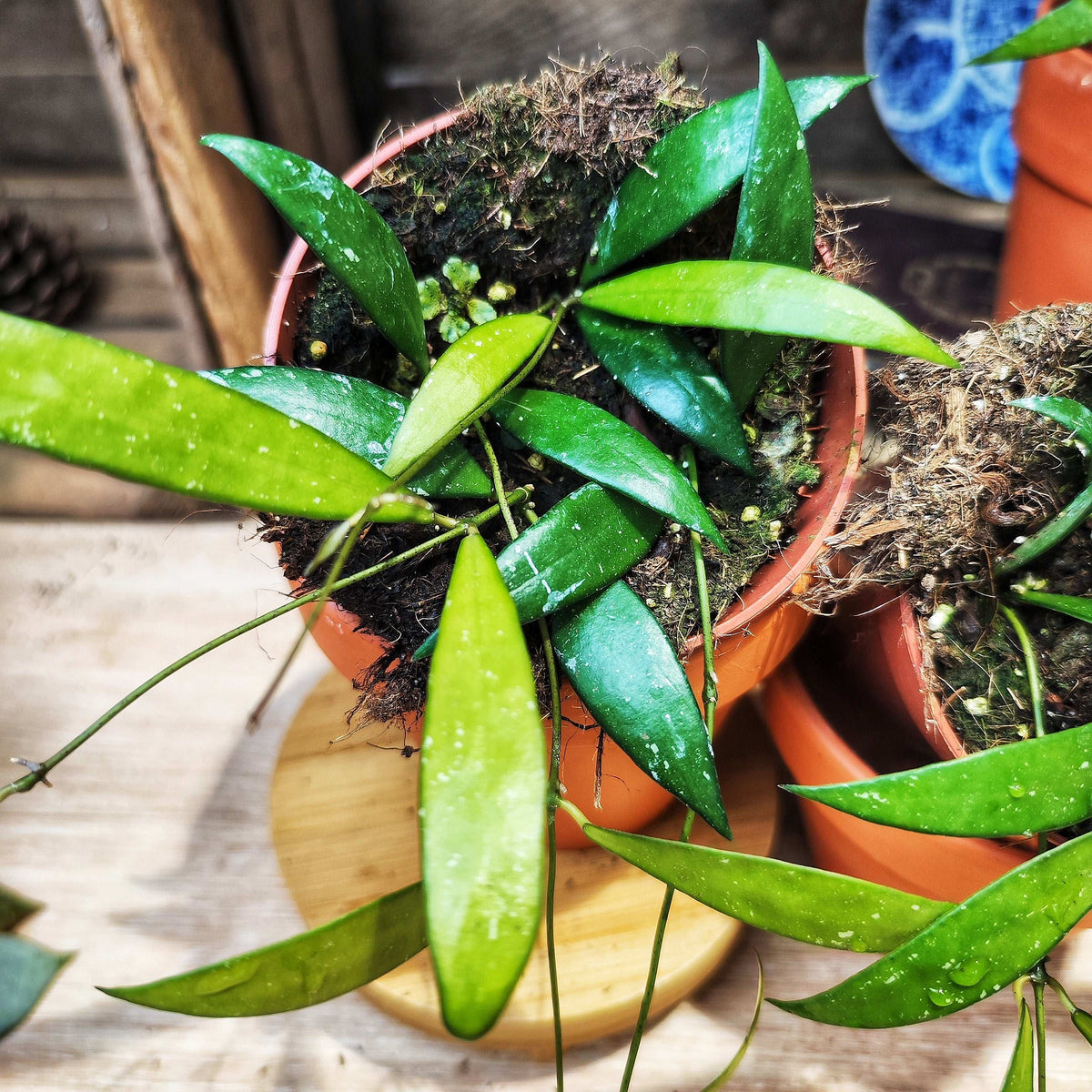 Hoya NoID sp. Sumatra monjungle