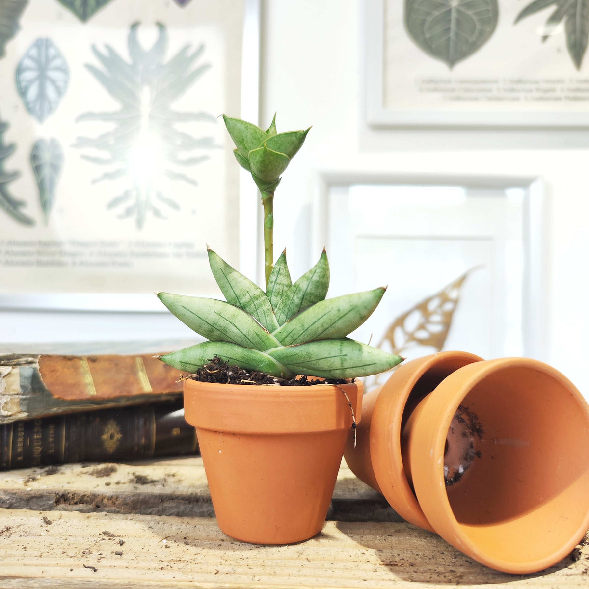 Sansevieria Cylindrica Boncel monjungle