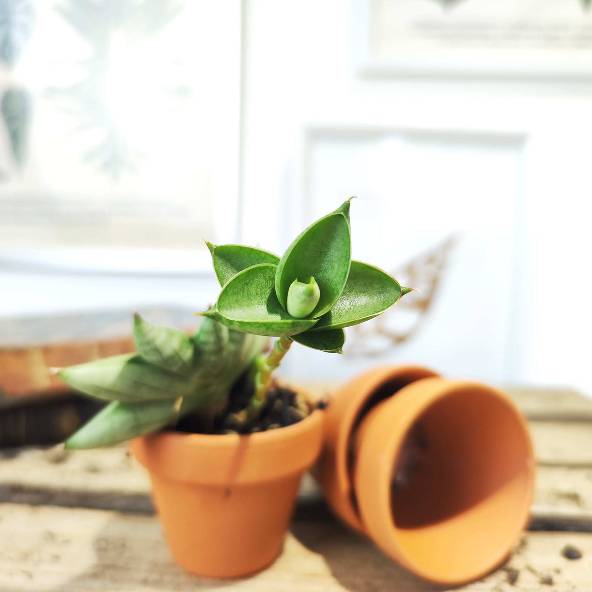 Sansevieria Cylindrica Boncel monjungle