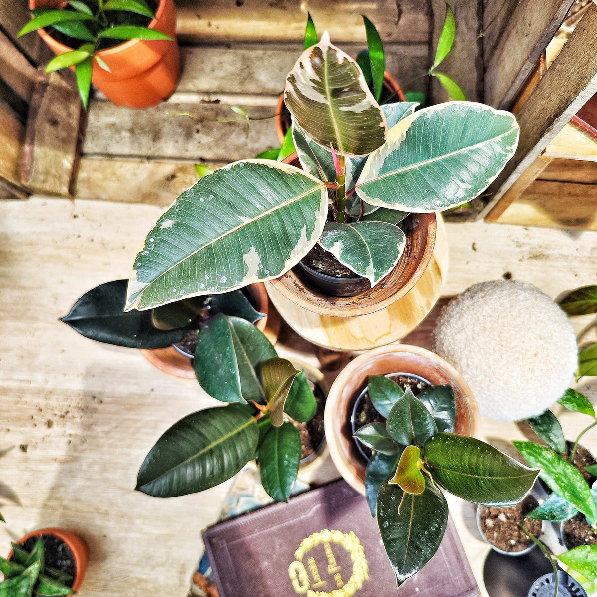 Lot de 4 Ficus Elastica – Doescheri, Black Knight, Robusta, Burgendy – Plantes d’intérieur rares et faciles d’entretien monjungle