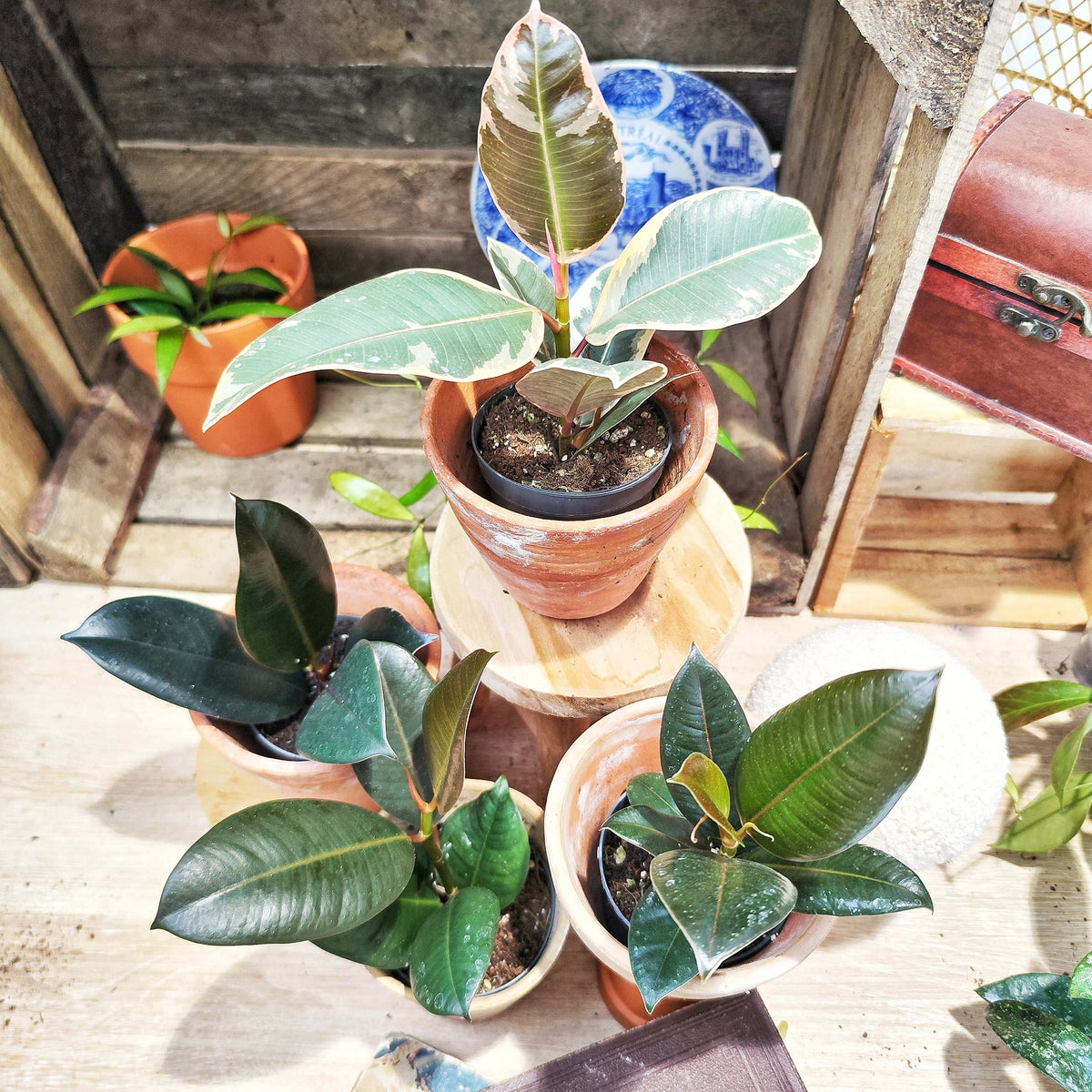 Lot de 4 Ficus Elastica – Doescheri, Black Knight, Robusta, Burgendy – Plantes d’intérieur rares et faciles d’entretien monjungle