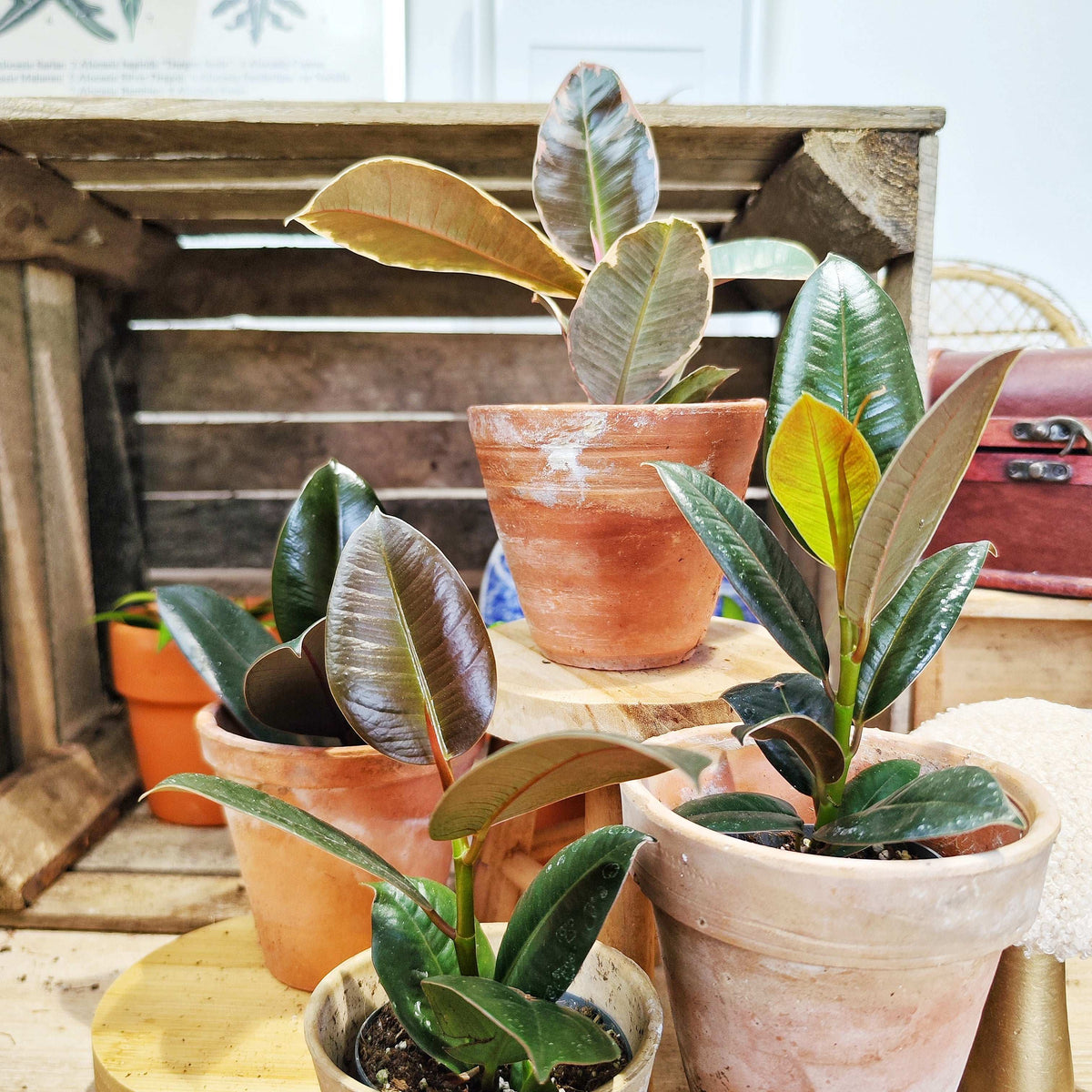 Lot de 4 Ficus Elastica – Doescheri, Black Knight, Robusta, Burgendy – Plantes d’intérieur rares et faciles d’entretien monjungle