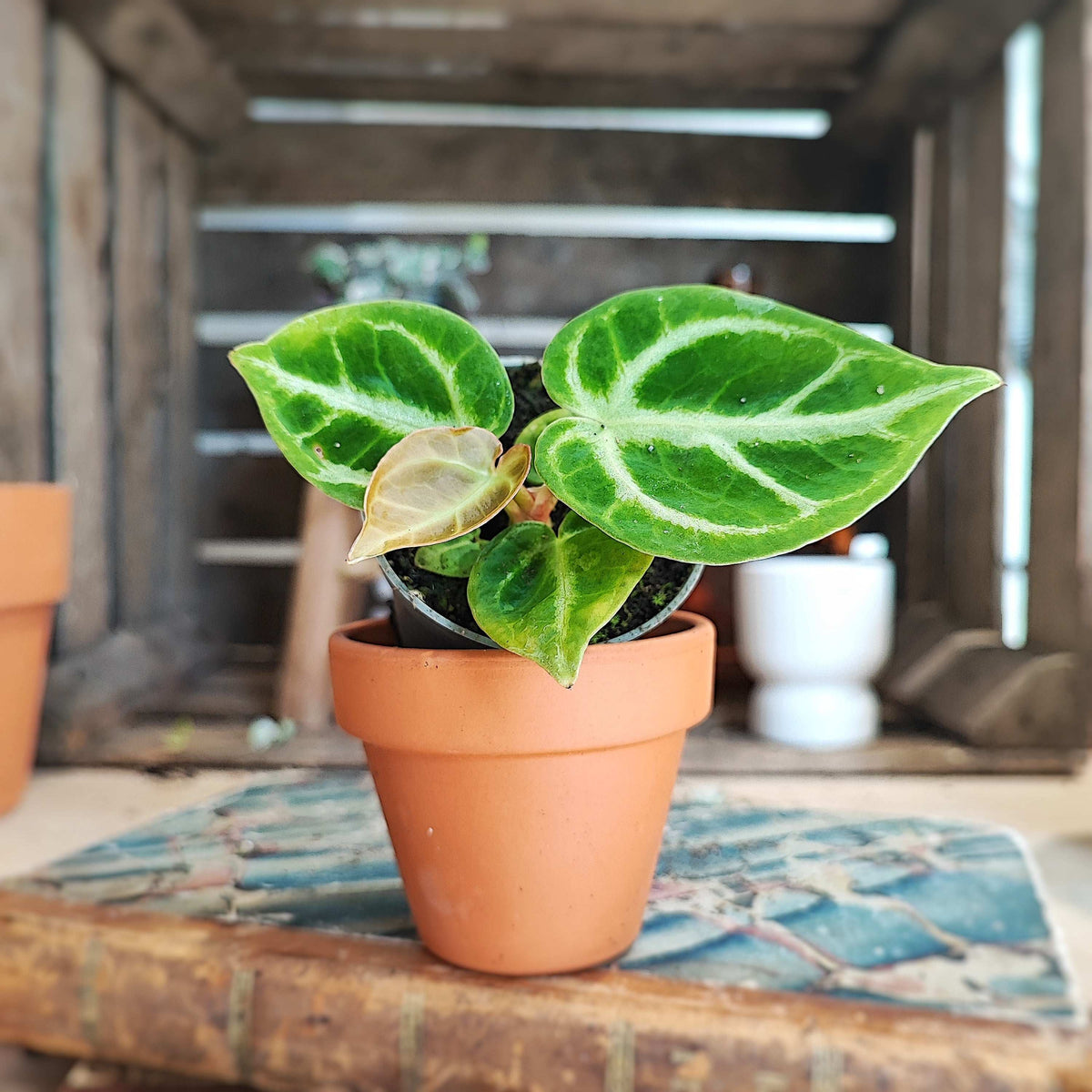 Anthurium DORAYAKI s monjungle