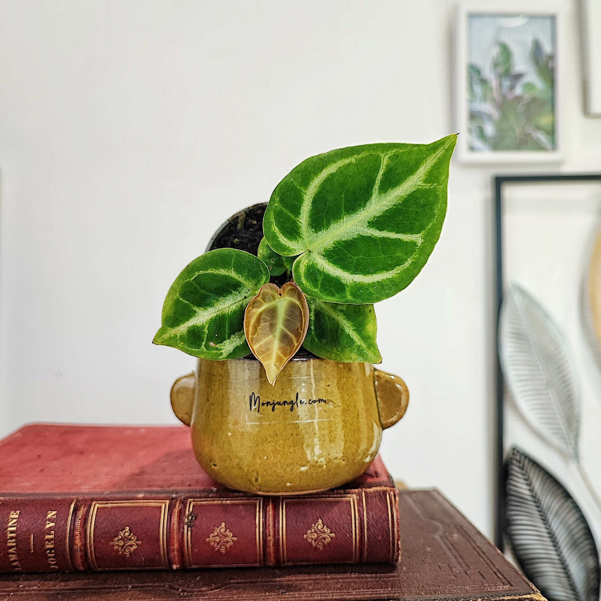 Anthurium DORAYAKI s monjungle