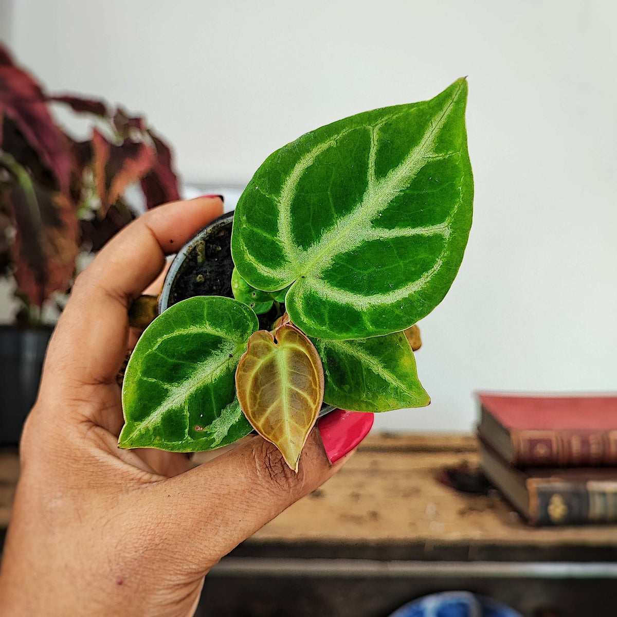 Anthurium DORAYAKI s monjungle