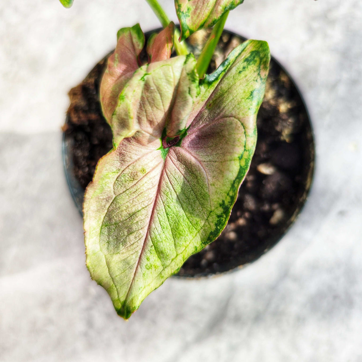 Syngonium Mickey Mouse monjungle