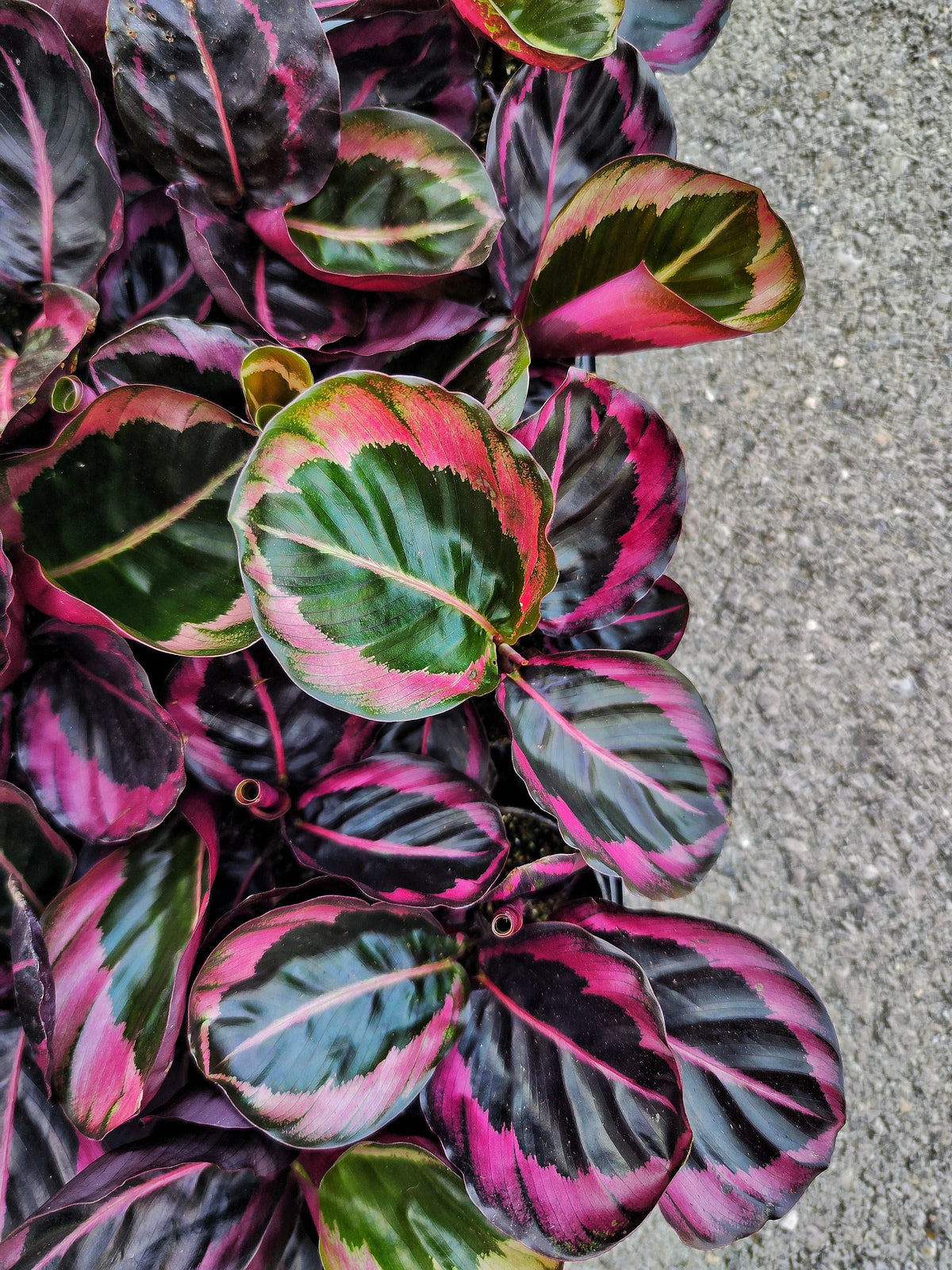 Calathea Princesse Jesse monjungle
