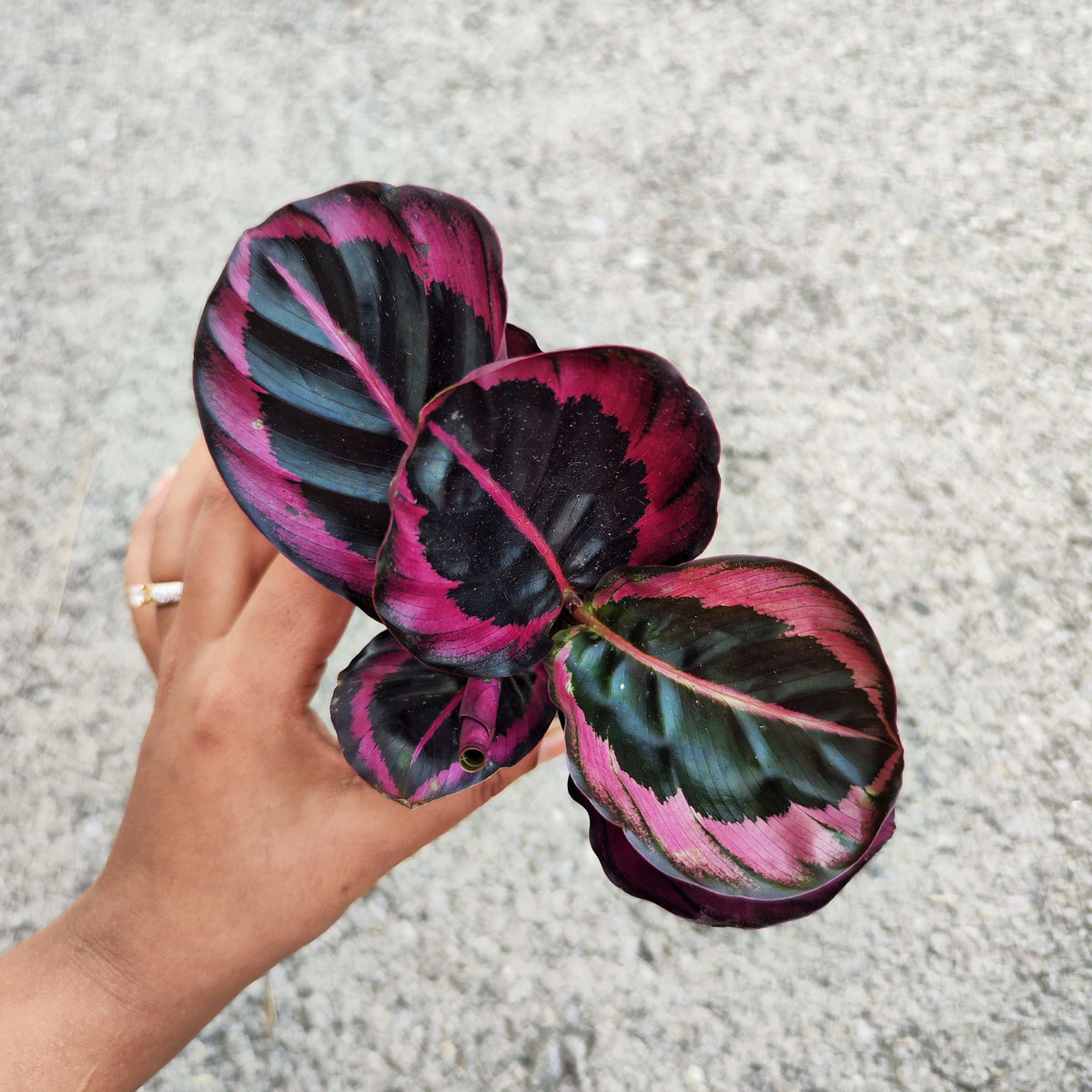 Calathea Princesse Jesse monjungle