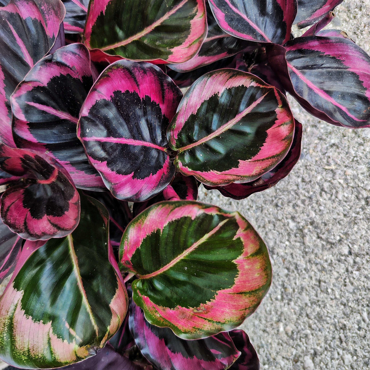 Calathea Princesse Jesse monjungle