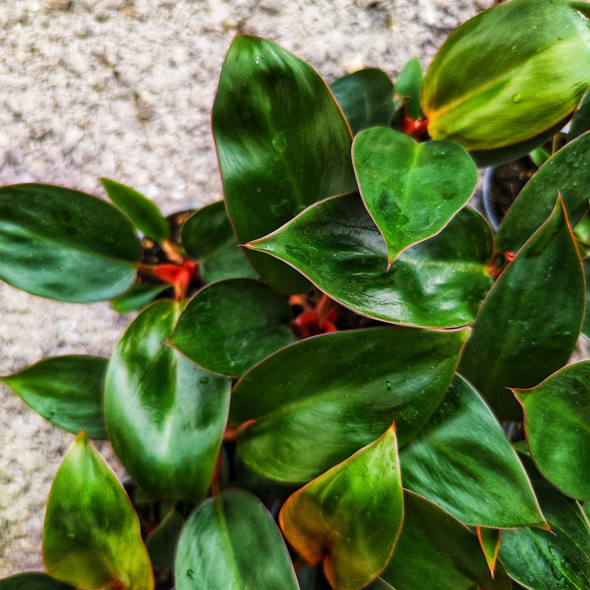 Philodendron Rojo Congo - Plante d'intérieur au feuillage rouge intense