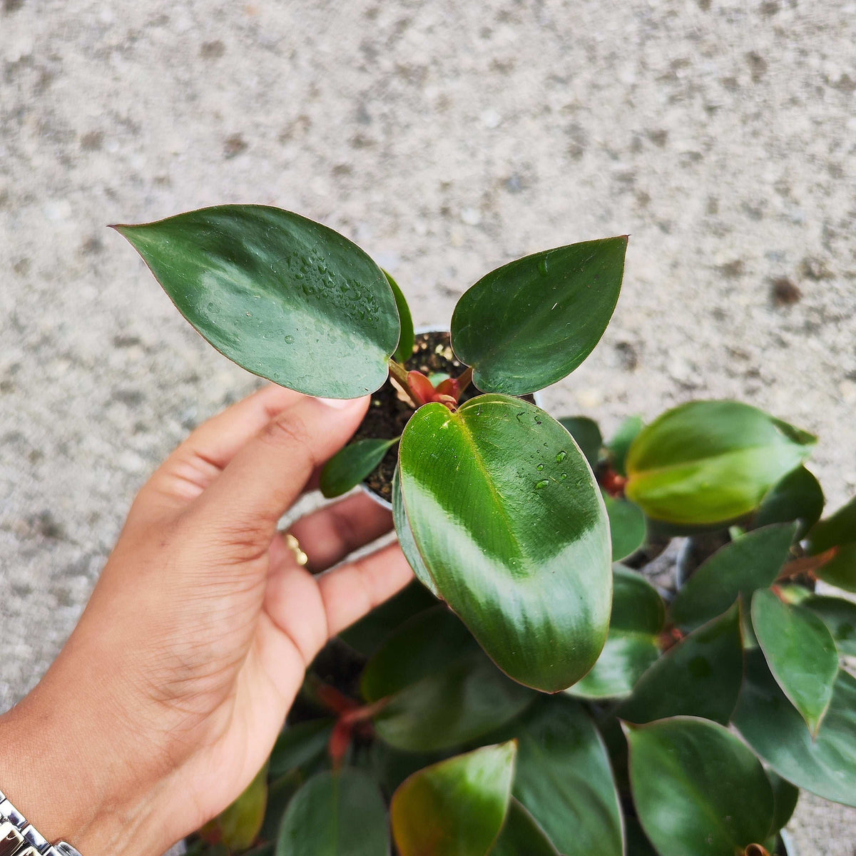 Philodendron Rojo Congo - Plante d'intérieur au feuillage rouge intense