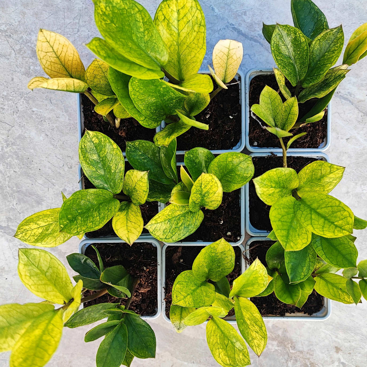Zamioculcas zamiifolia Lucky White UNE TIGE monjungle