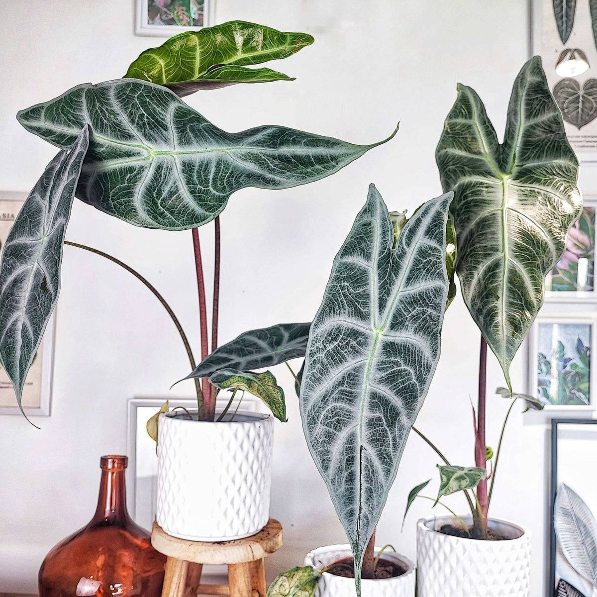 Alocasia Longiloba Silver XL monjungle