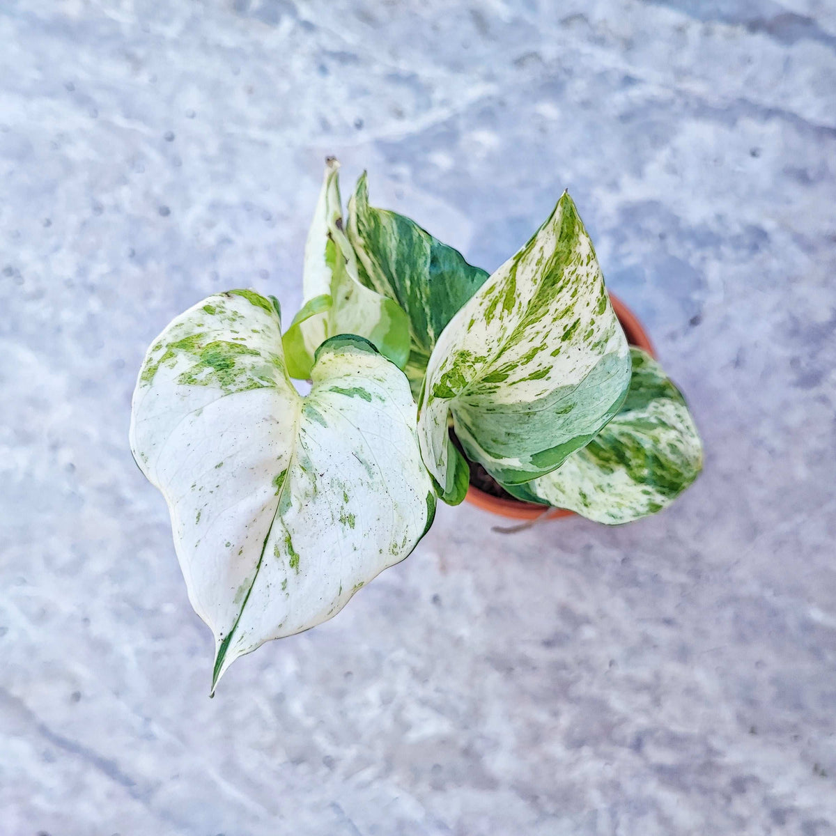 Lot de 3 Epipremnum Marble Queen, Happy leaf, n'joy monjungle