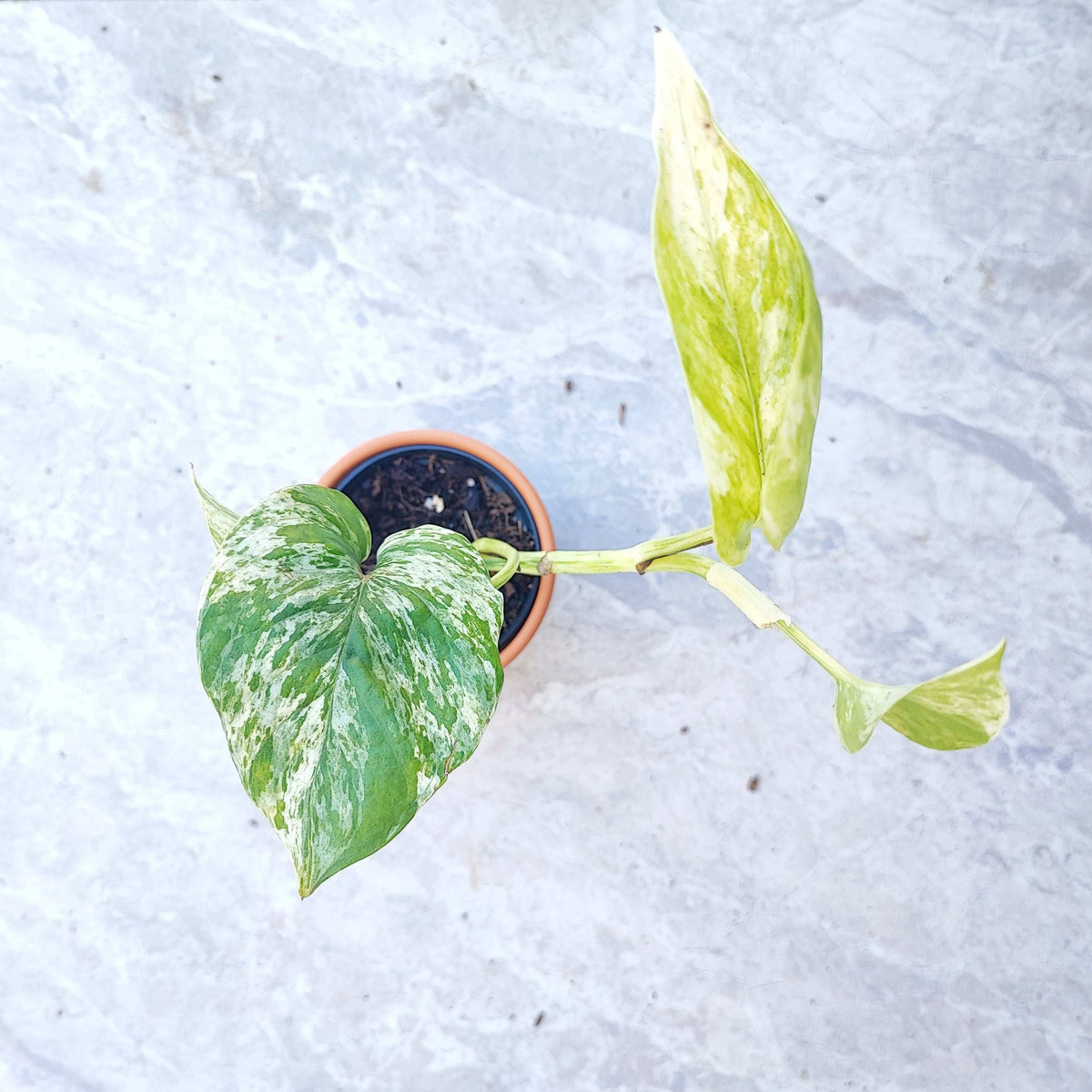 Lot de 3 Epipremnum Marble Queen, Happy leaf, n'joy monjungle