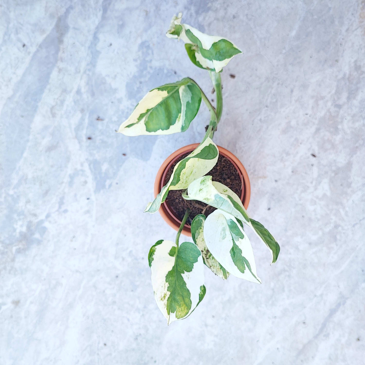 Lot de 3 Epipremnum Marble Queen, Happy leaf, n'joy monjungle