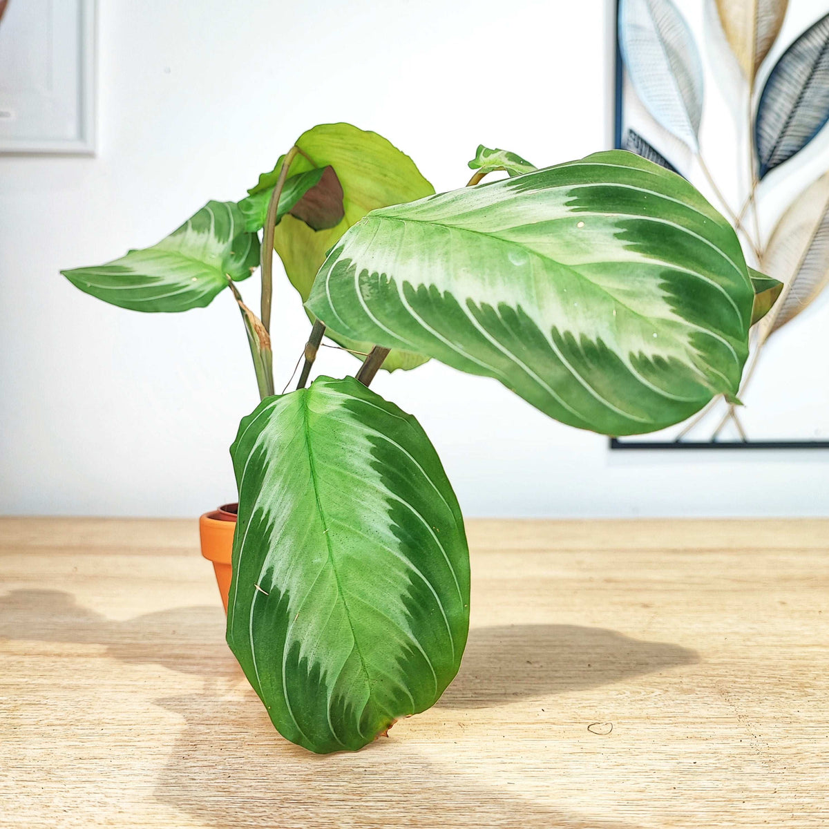Coffret de Trois Maranta - Lot de Plantes Intérieures Rares & Faciles d'Entretien monjungle