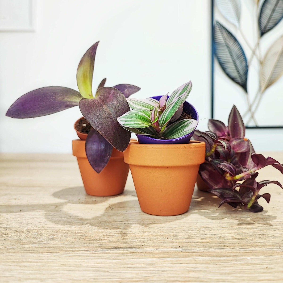 Lot de 3 Trdescantia Purple heart, Tradescantia purple joy et Tradescantia nanouk monjungle