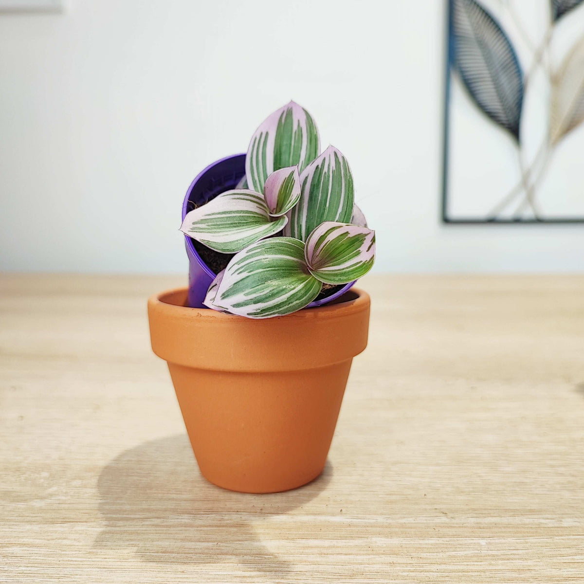Lot de 3 Trdescantia Purple heart, Tradescantia purple joy et Tradescantia nanouk monjungle