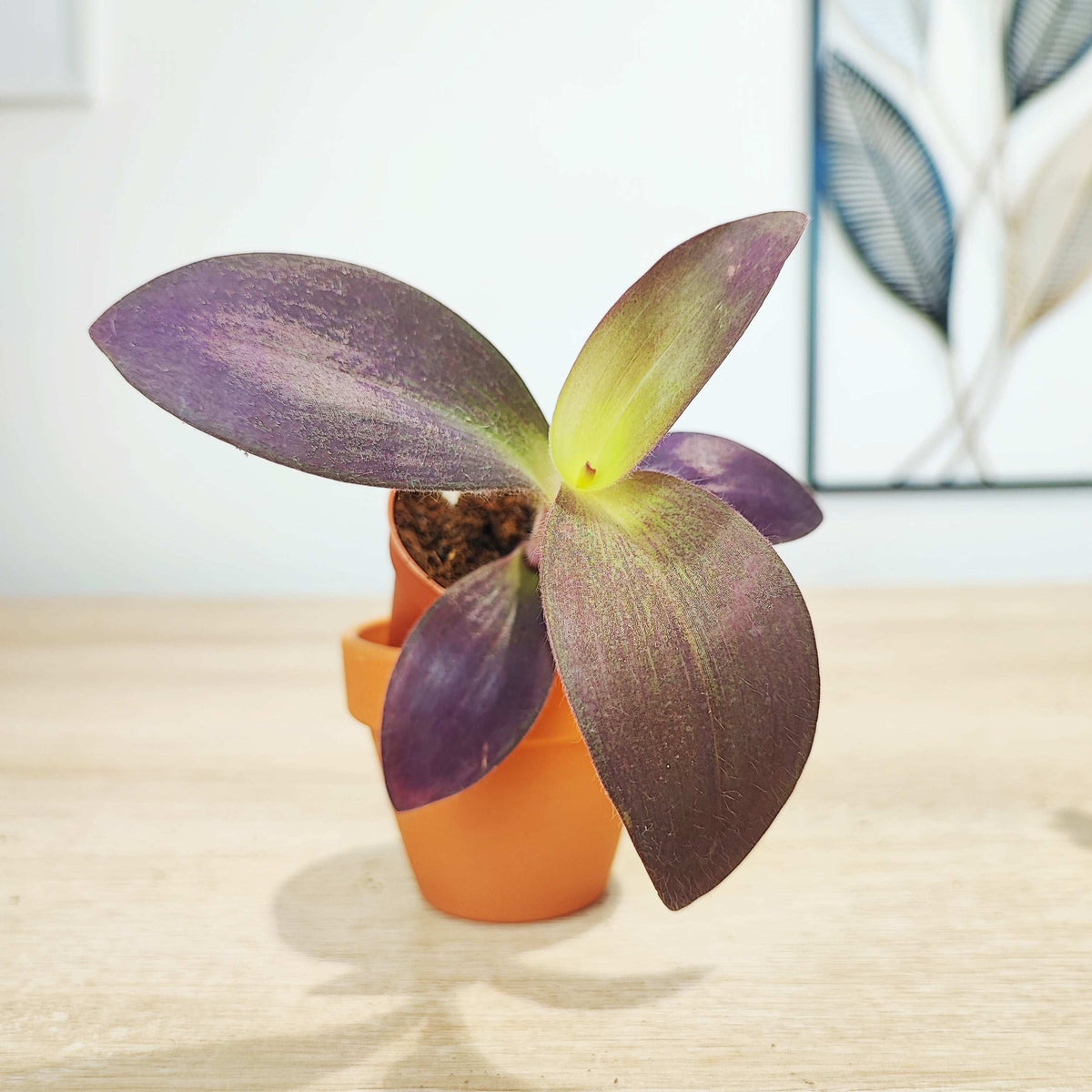 Lot de 3 Trdescantia Purple heart, Tradescantia purple joy et Tradescantia nanouk monjungle