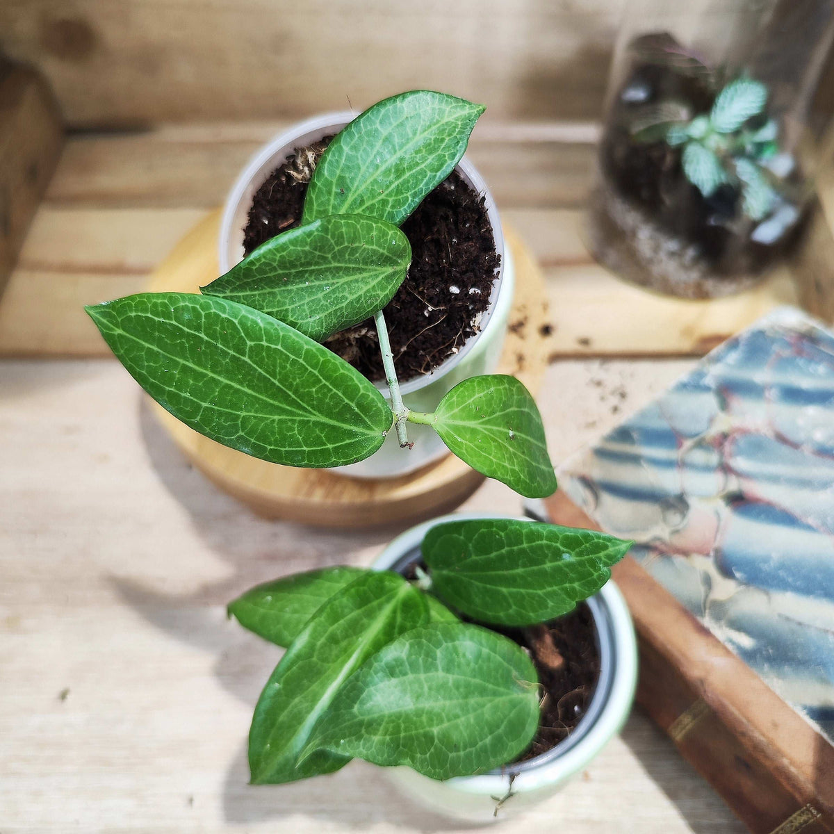 Hoya Fitchii