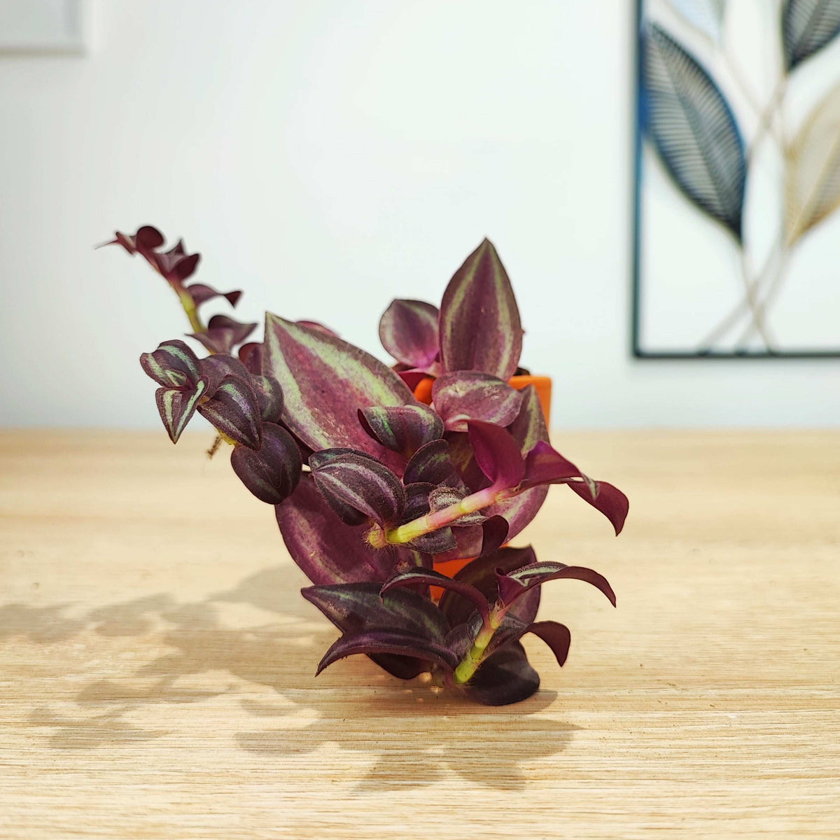 Lot de 3 Trdescantia Purple heart, Tradescantia purple joy et Tradescantia nanouk monjungle