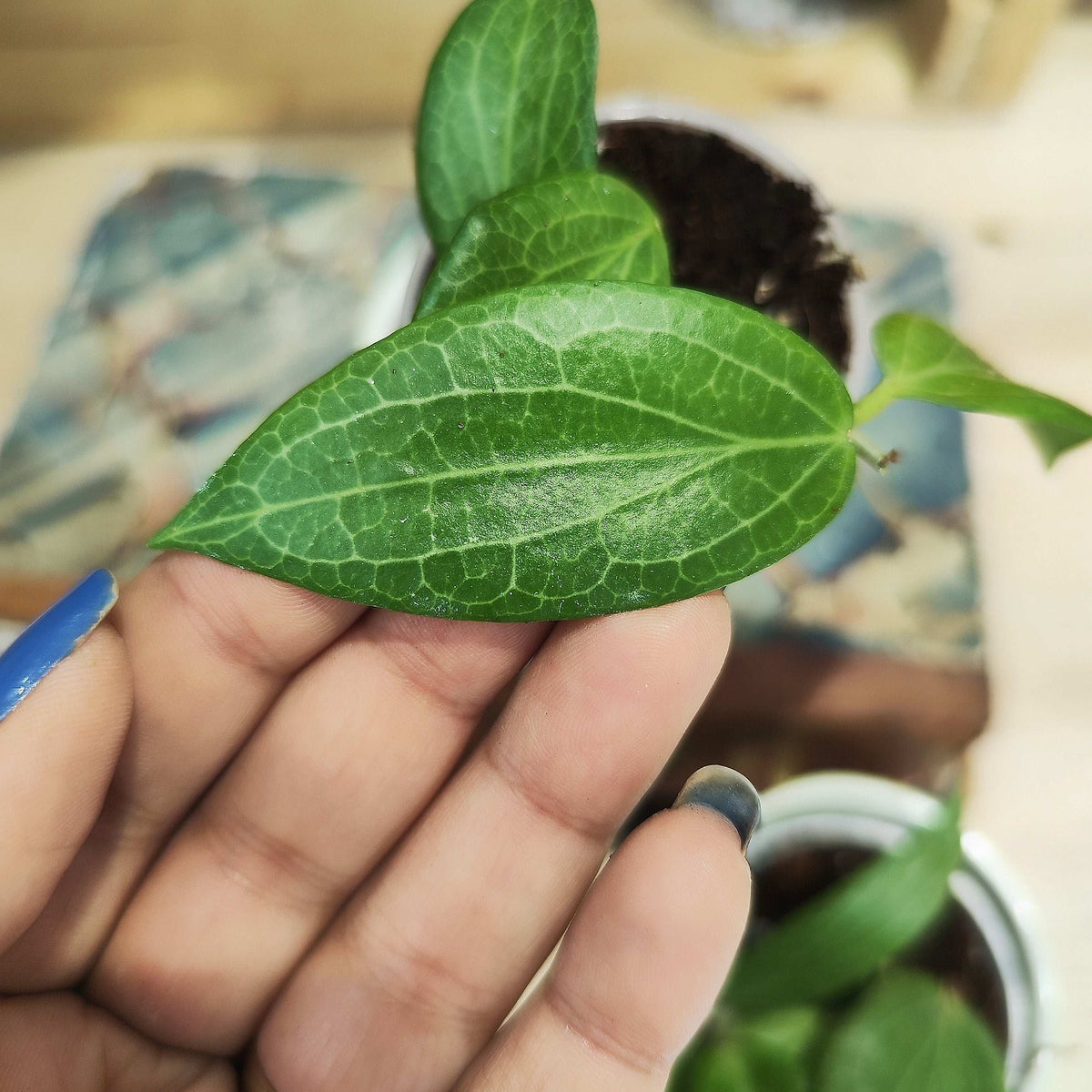 Hoya Fitchii