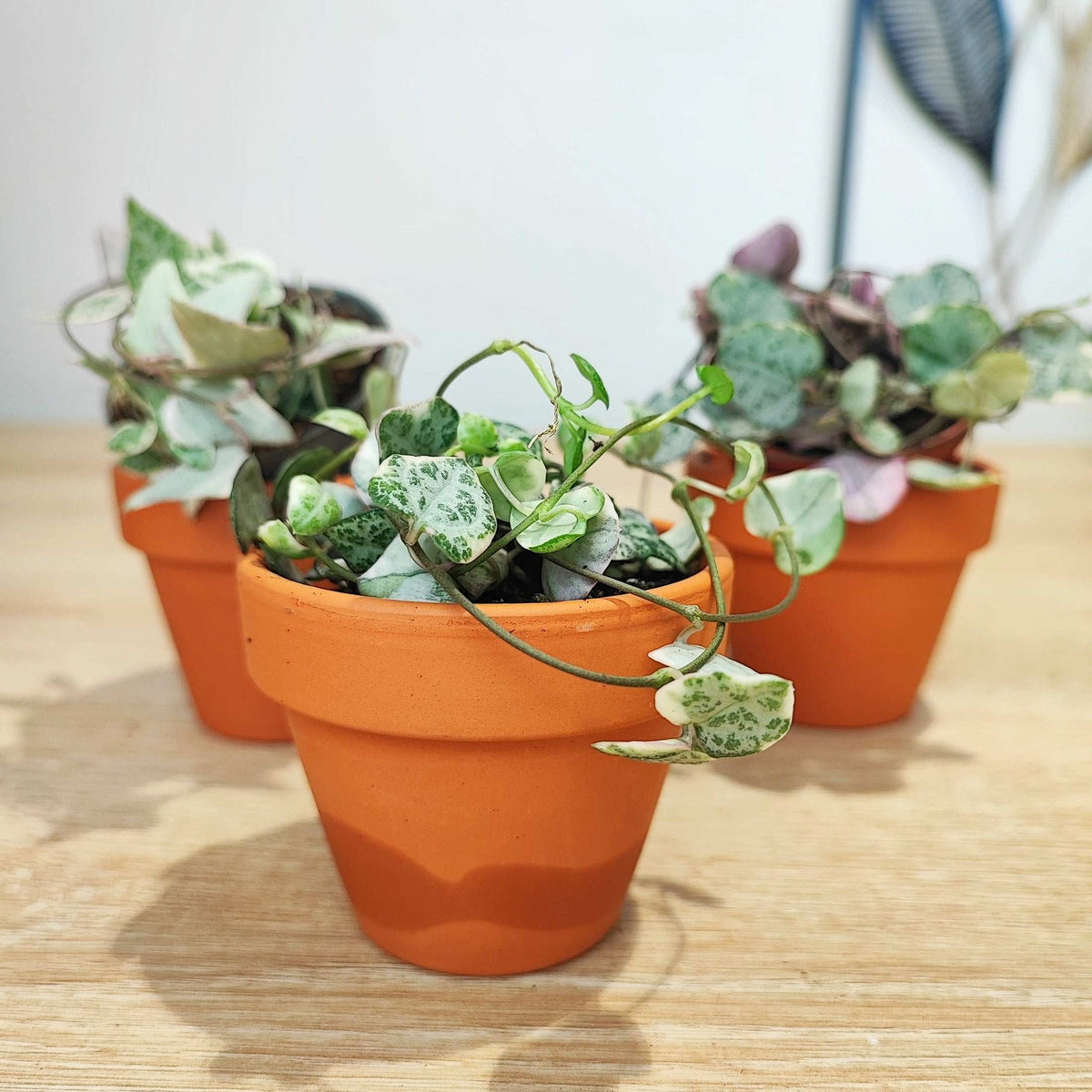 Lot de 3 ceropegia merel, ceropegia woodii pink et woodii pink variegated monjungle