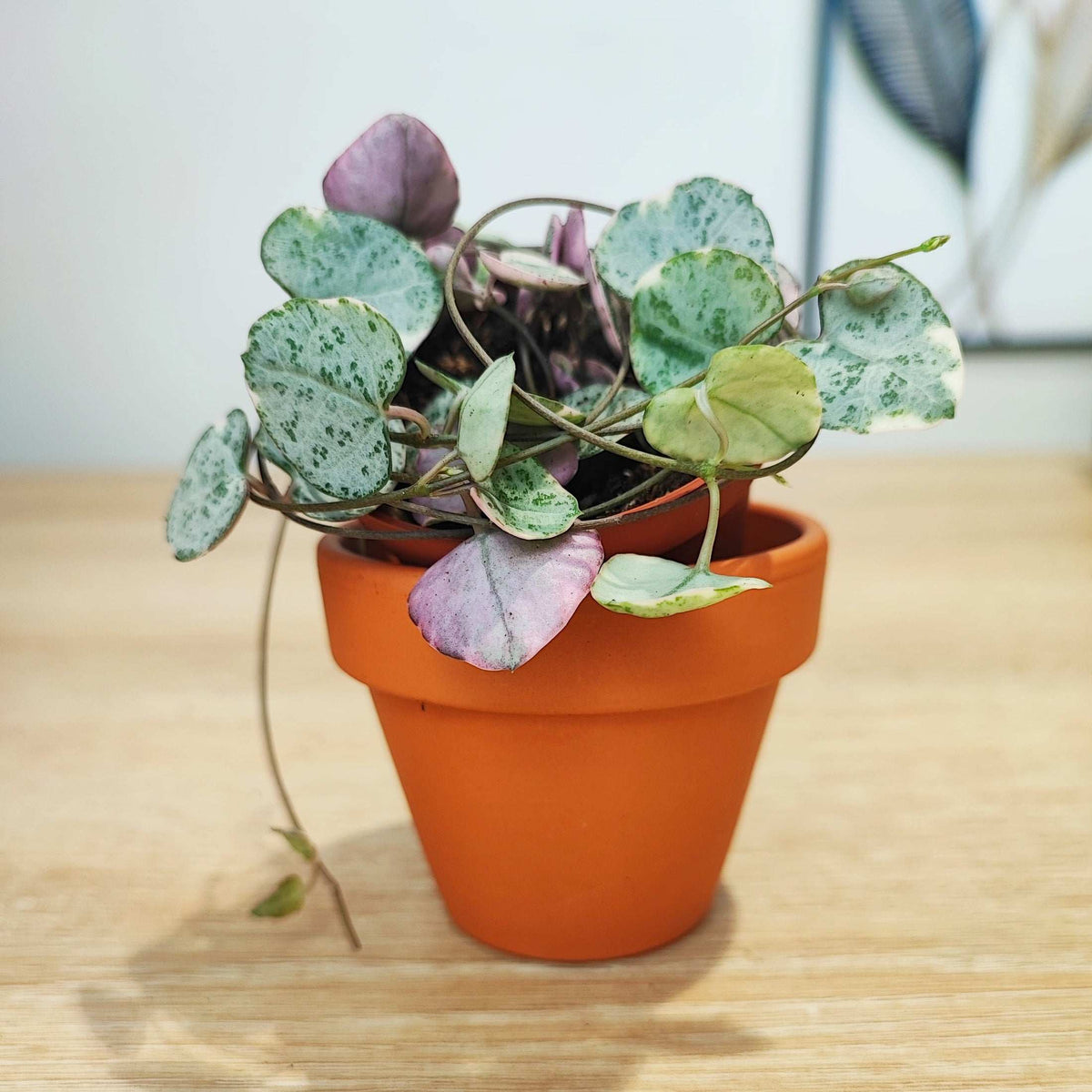 Lot de 3 ceropegia merel, ceropegia woodii pink et woodii pink variegated monjungle