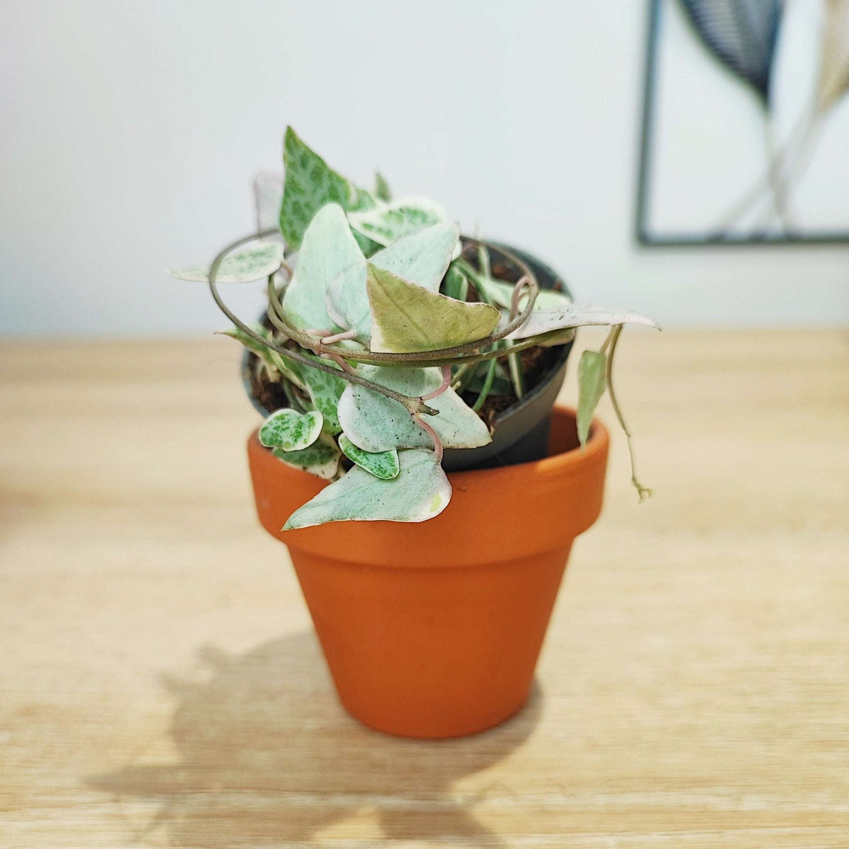 Lot de 3 ceropegia merel, ceropegia woodii pink et woodii pink variegated monjungle