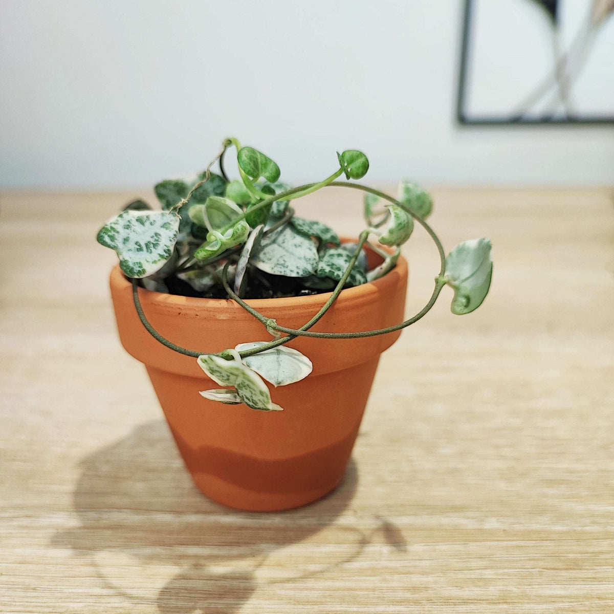 Lot de 3 ceropegia merel, ceropegia woodii pink et woodii pink variegated monjungle